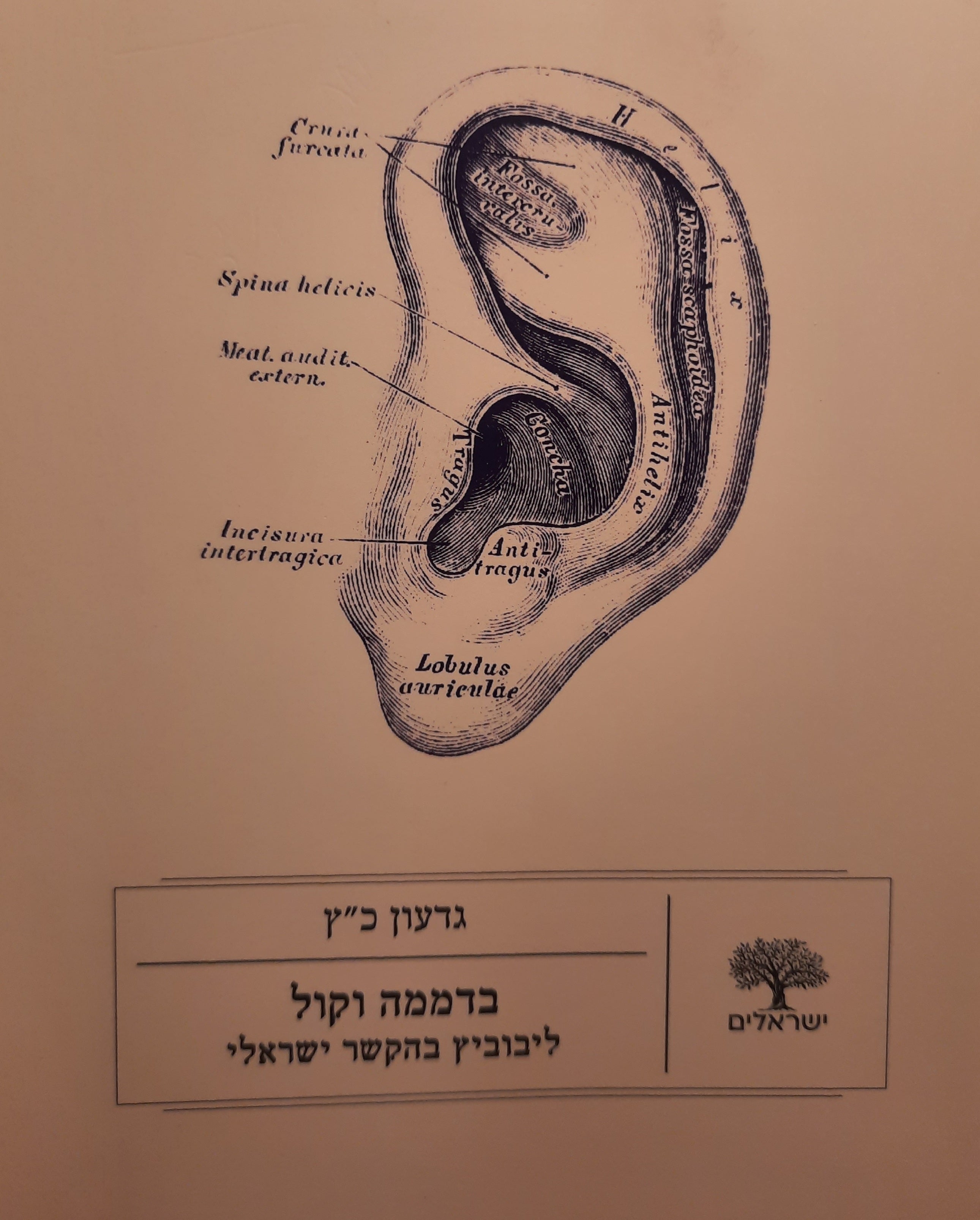 בדממה וקול / ליבוביץ בהקשר הישראלי