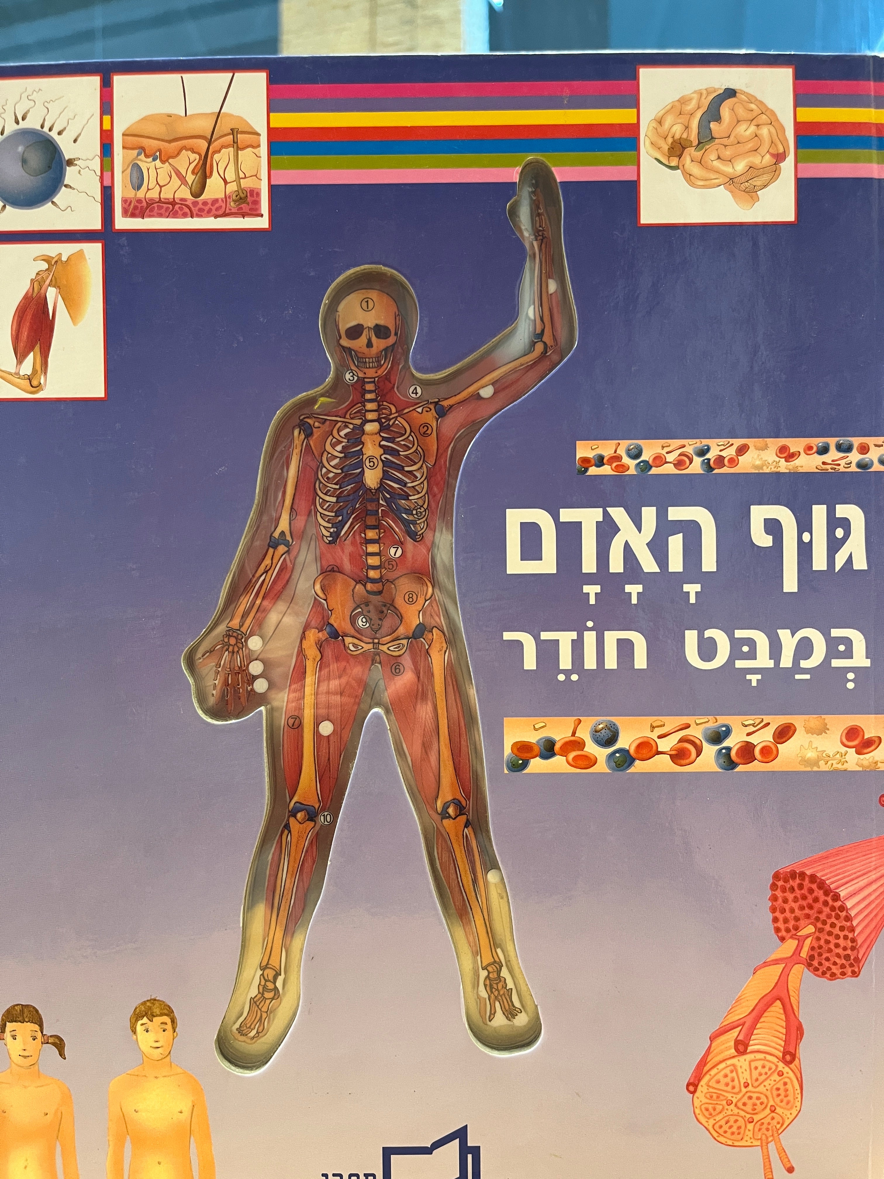 גוף האדם במבט חודר