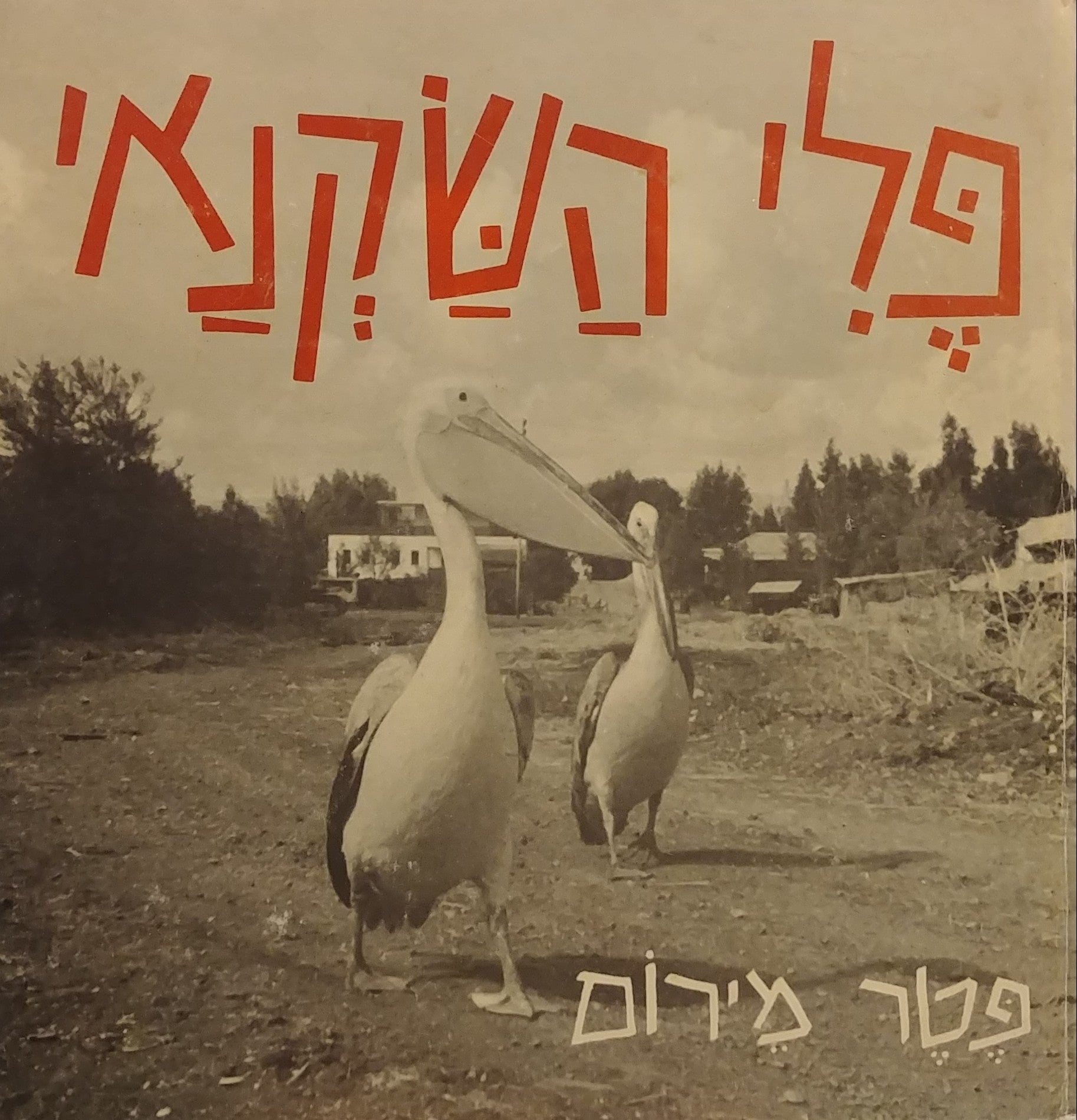 פלי השקנאי
