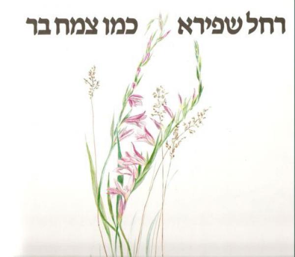 כמו צמח בר