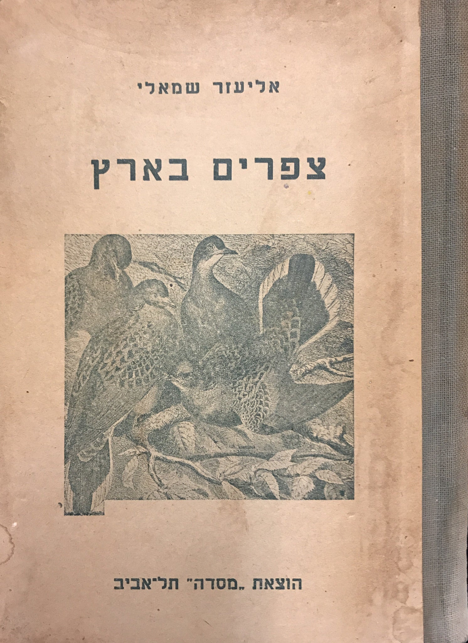 צפרים בארץ/ שוכני החצר והמטע
