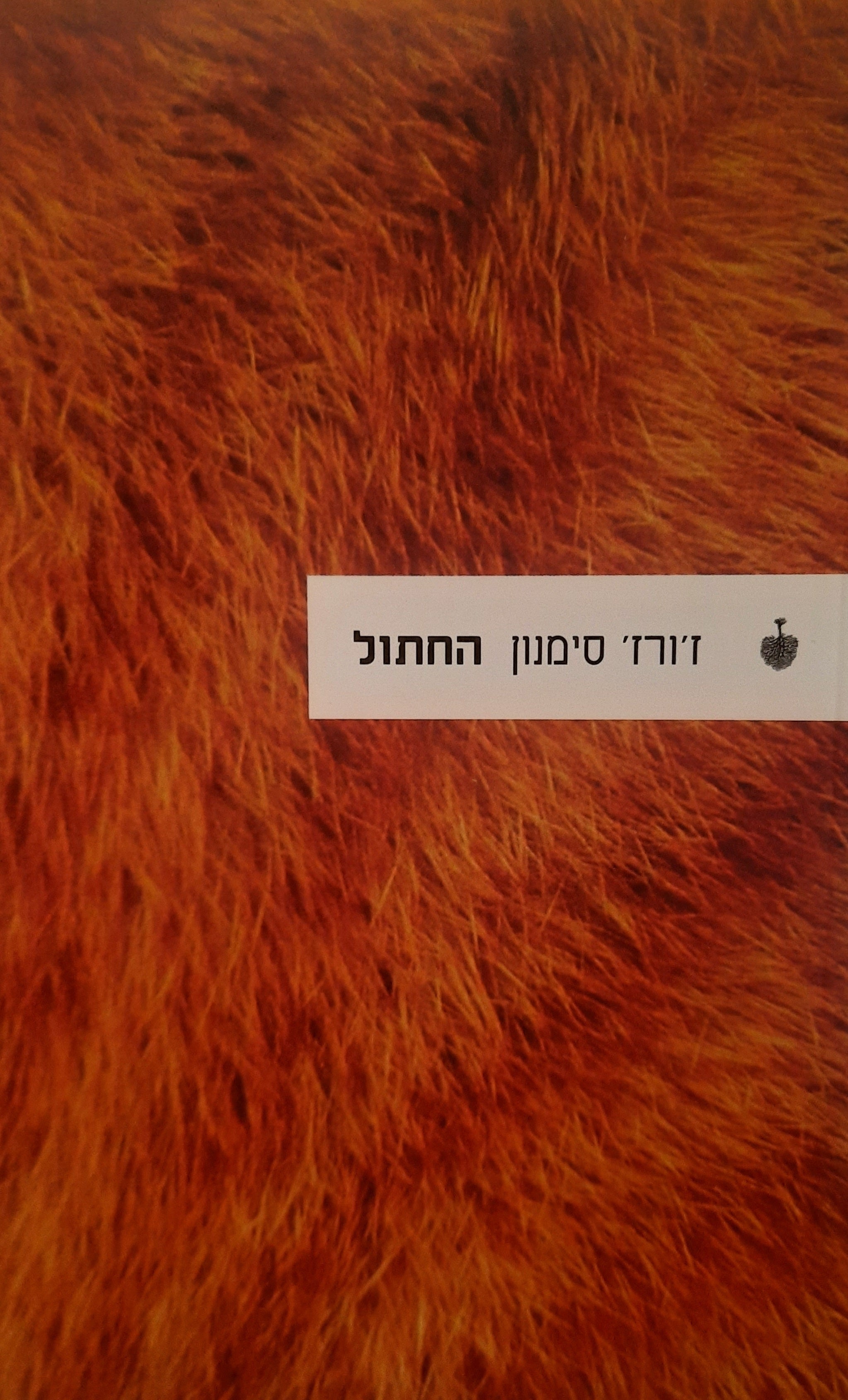 החתול