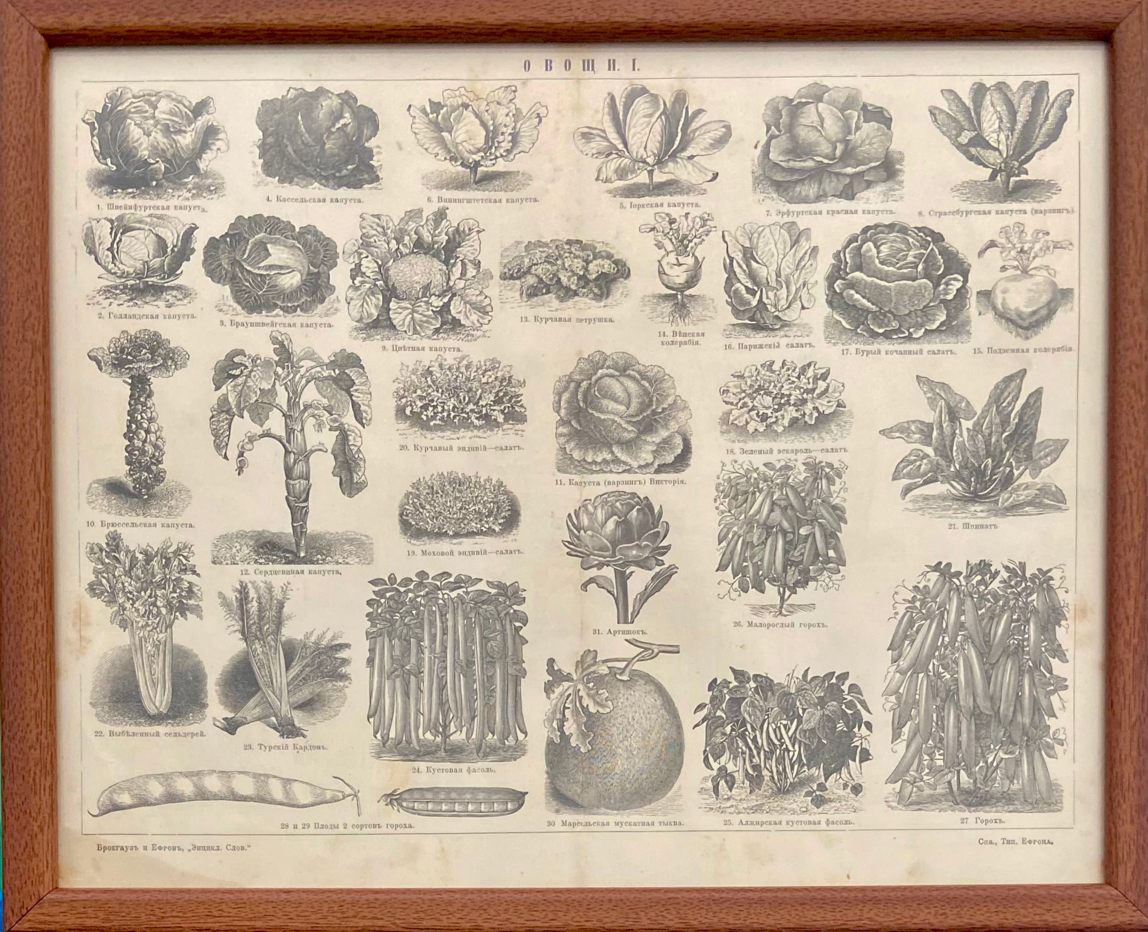 ירקות הגינה: מתוך אנציקלופדיית מאייר / 1907