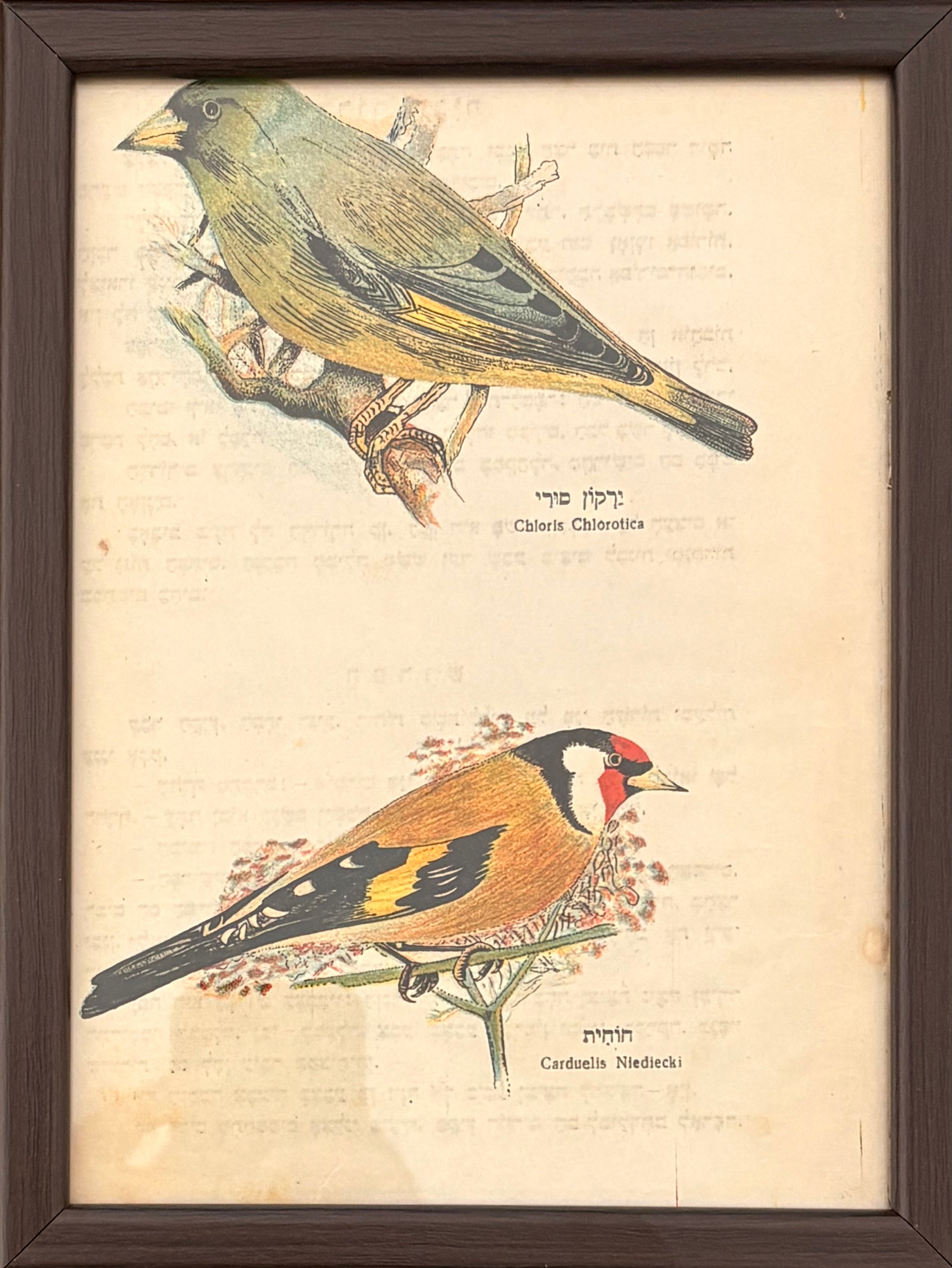 ירקון סורי וחוחית: דף ממוסגר מתוך 'צפרים משוררות בארץ', 1940