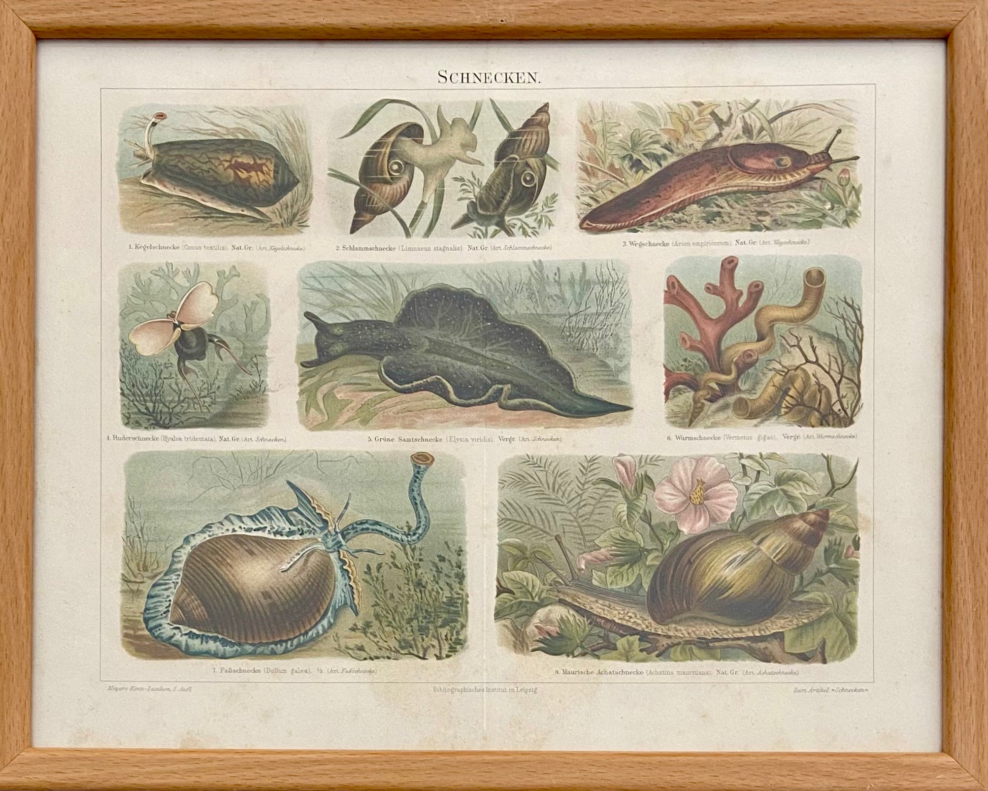 חלזונות: מתוך אנציקלופדיית מאייר / 1907