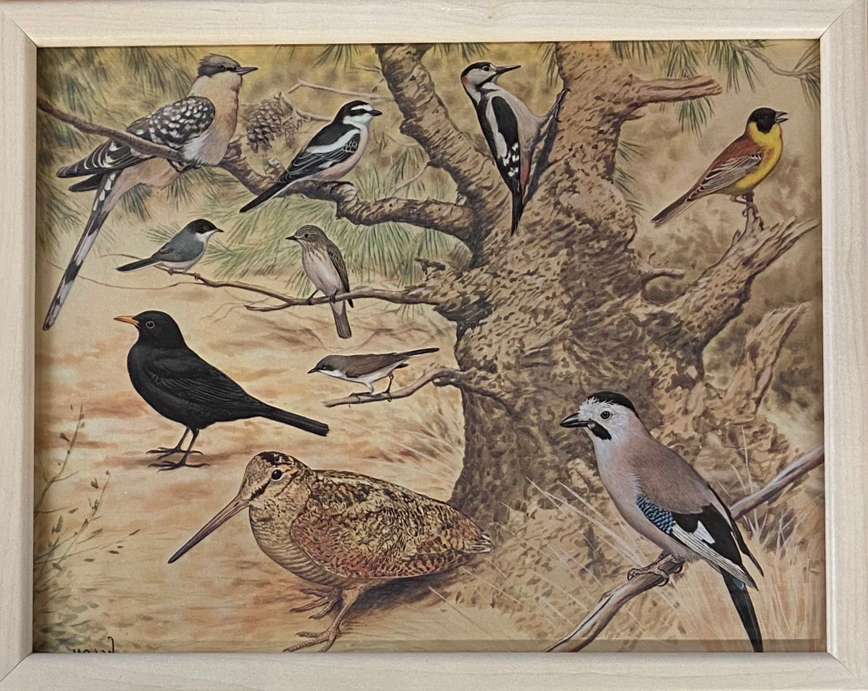 פרינט ציפורי הארץ / ציפורי היער