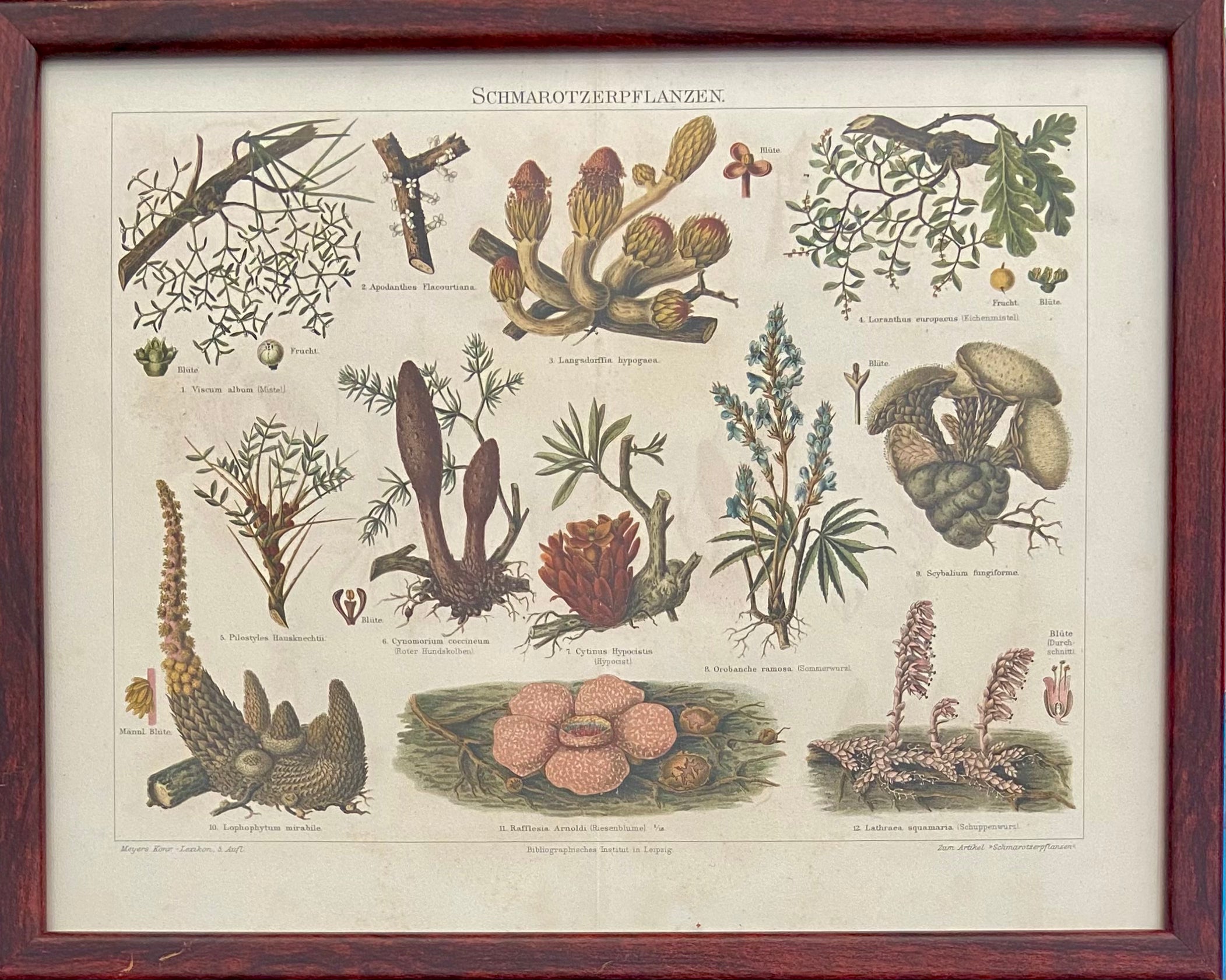 צמחי יער: מתוך אנציקלופדיית מאייר / 1907