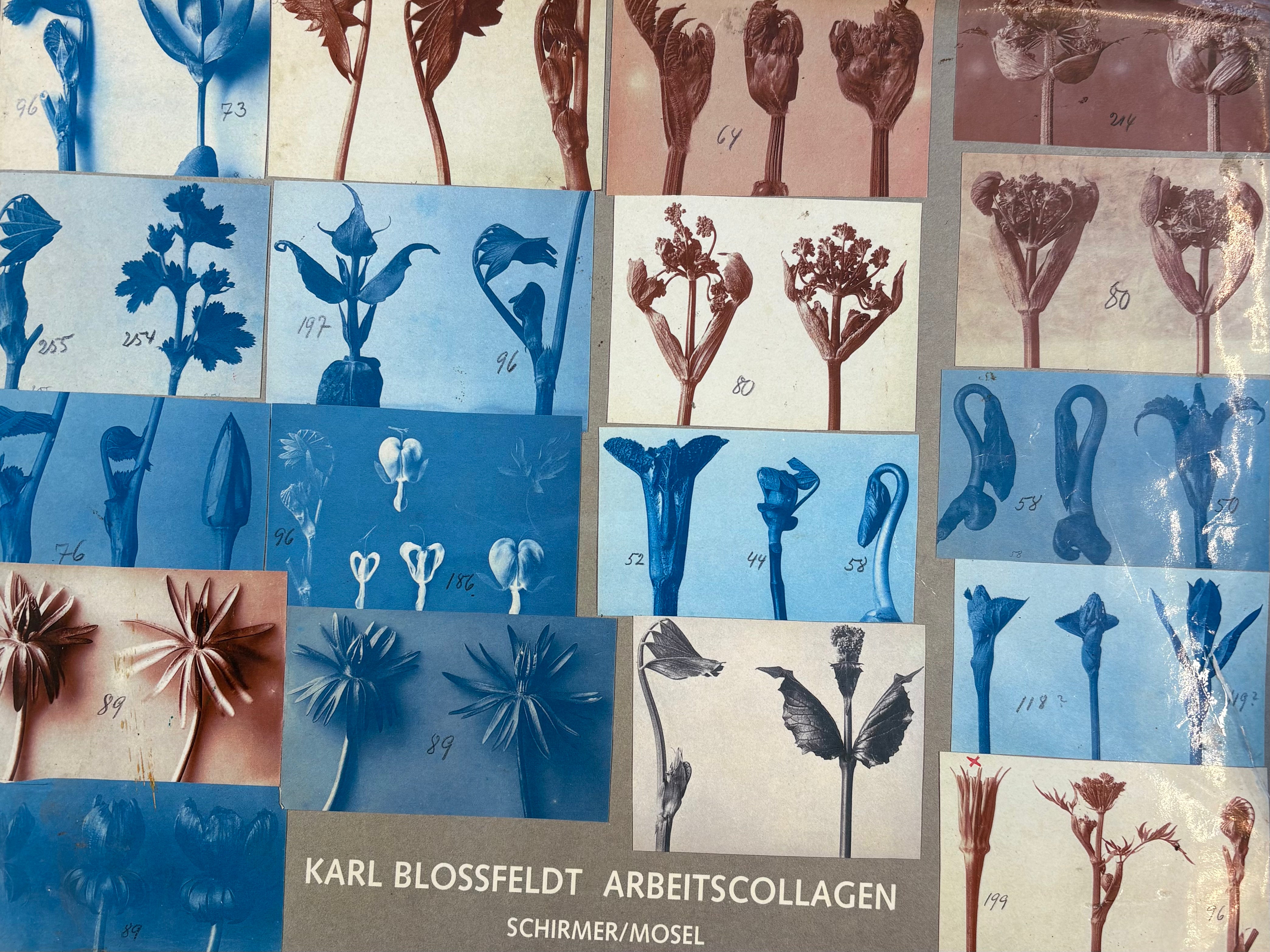 KARL BLOSSFELDT/ Arbeitscollagen