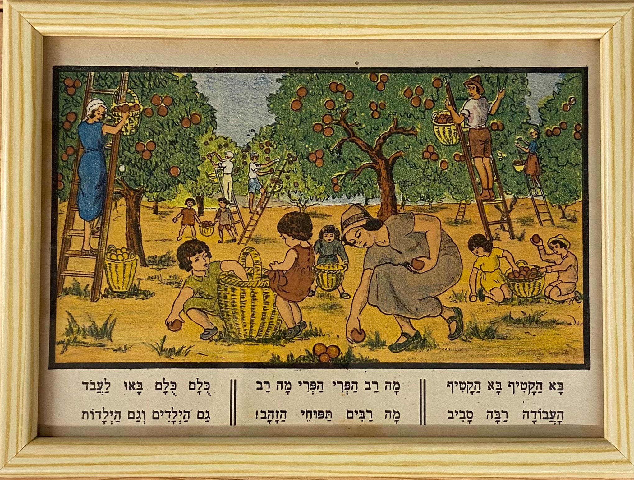 קטיף תפוזים / מתוך הספר אלף מאת זאב רבן ומאיר גור אריה