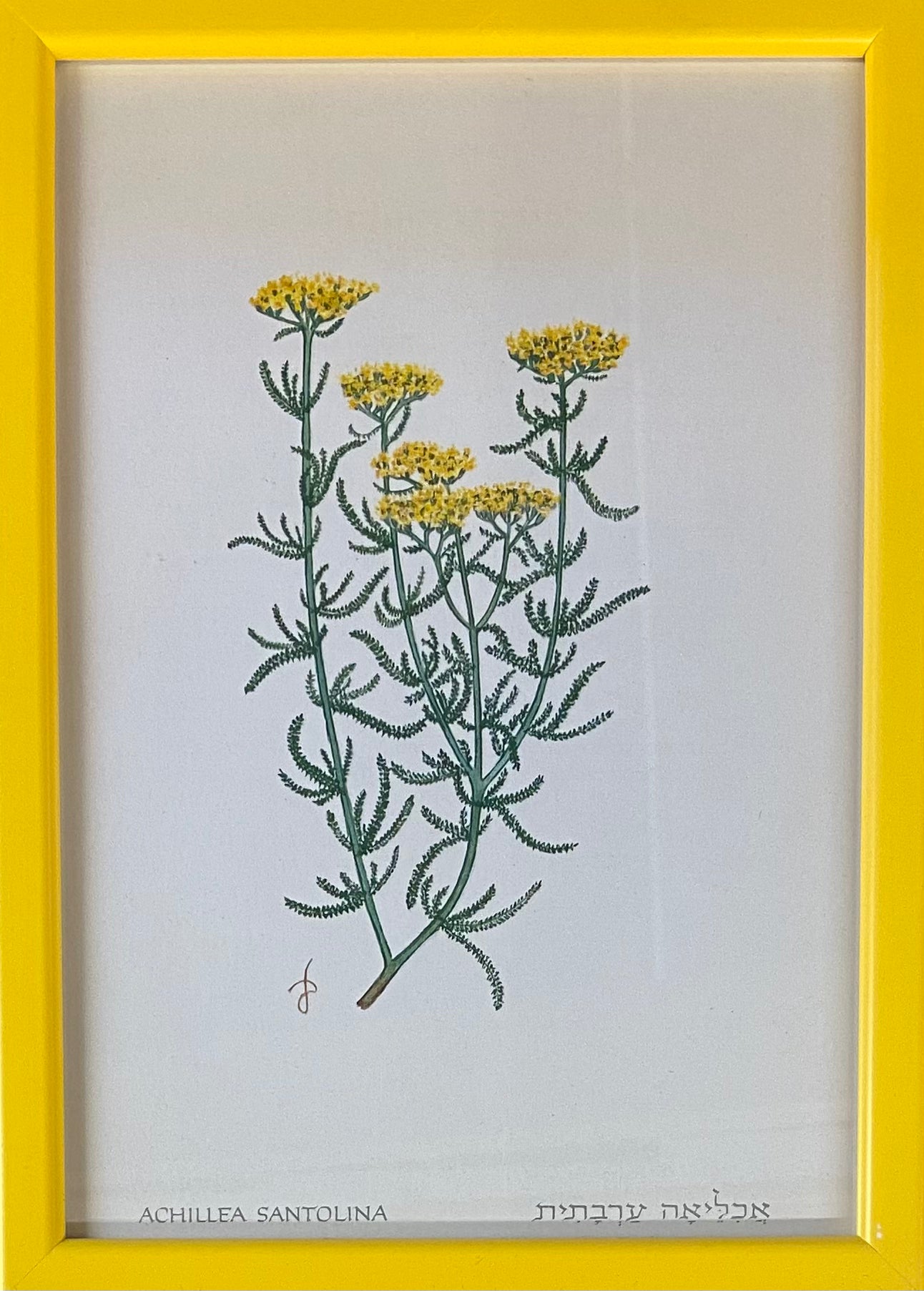 פרינט פרחים: אכליאה ערבתית
