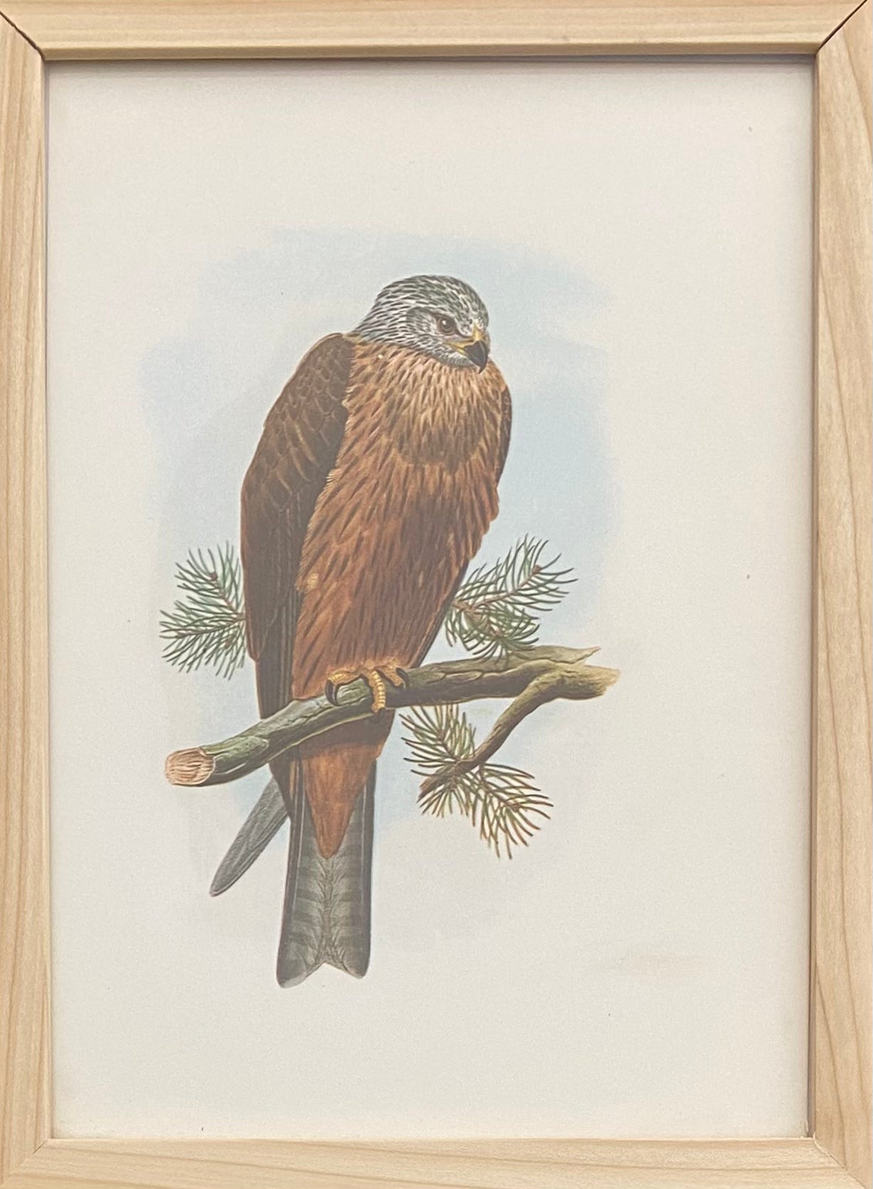 דיה מצויה: מתוך הציפורים של אנגליה