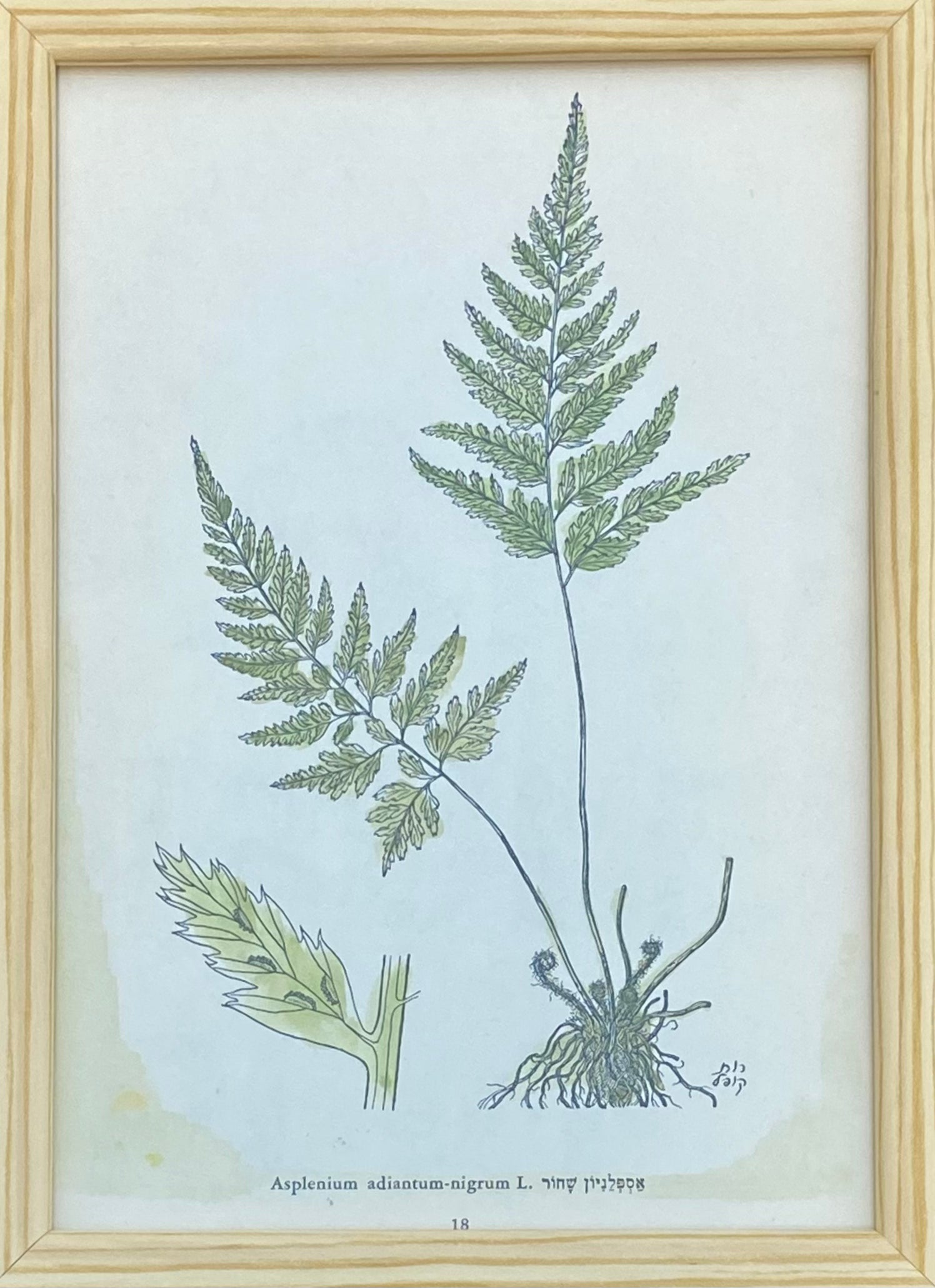 פרינט פרחים: אספלניון שחור / צבעי מים