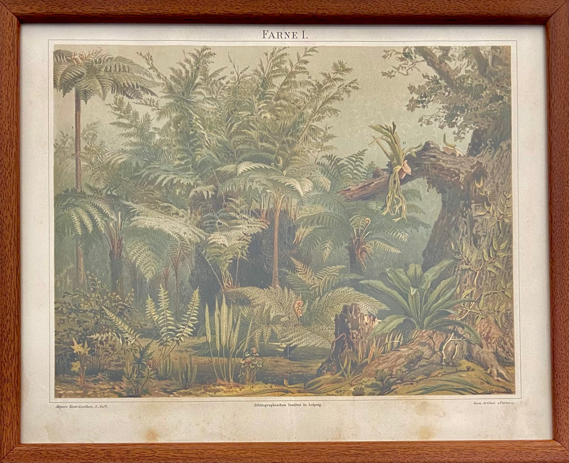 היער: מתוך אנציקלופדיית מאייר / 1907