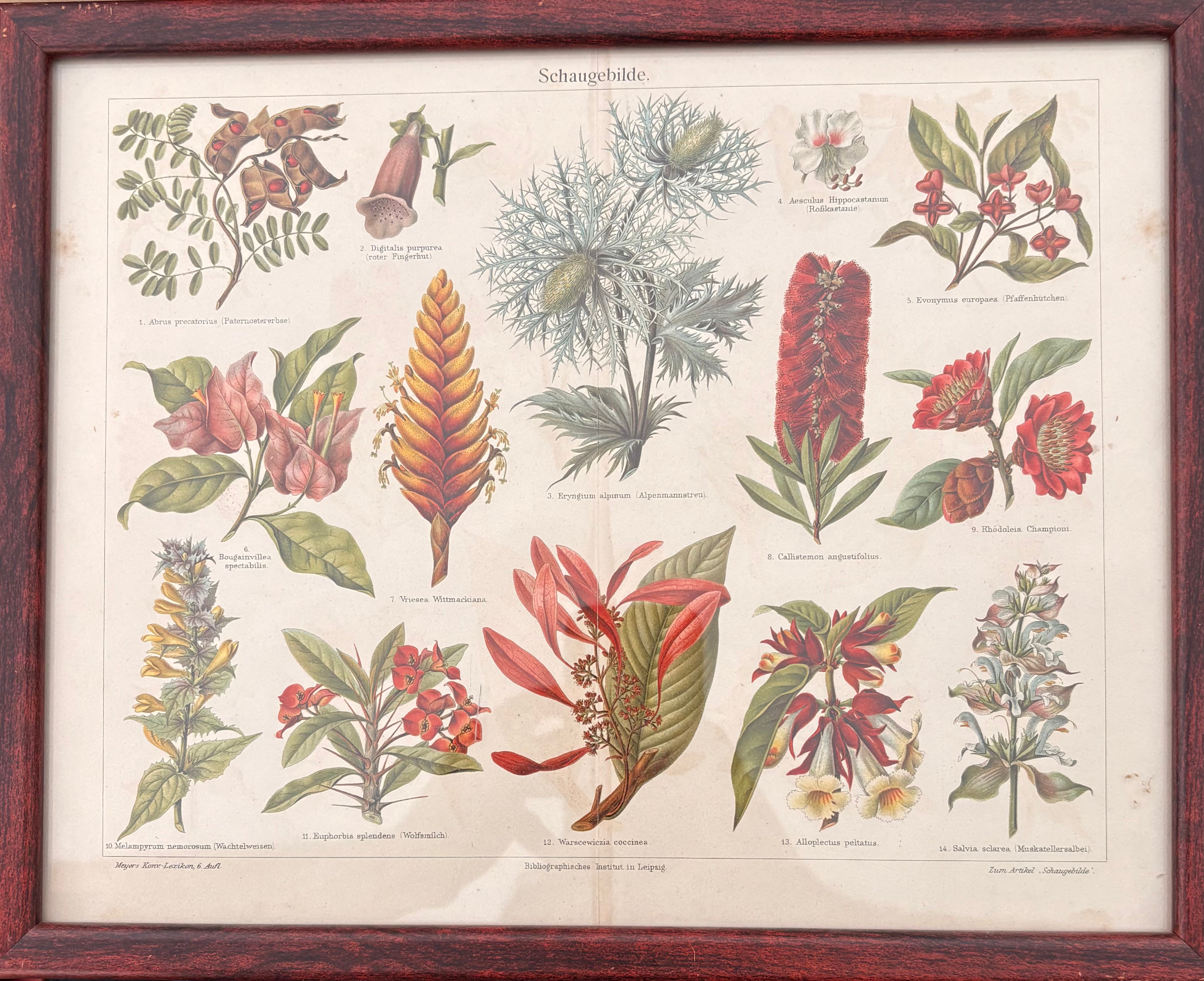 צמחיה - מתוך אנציקלופדיית מאייר / 1907