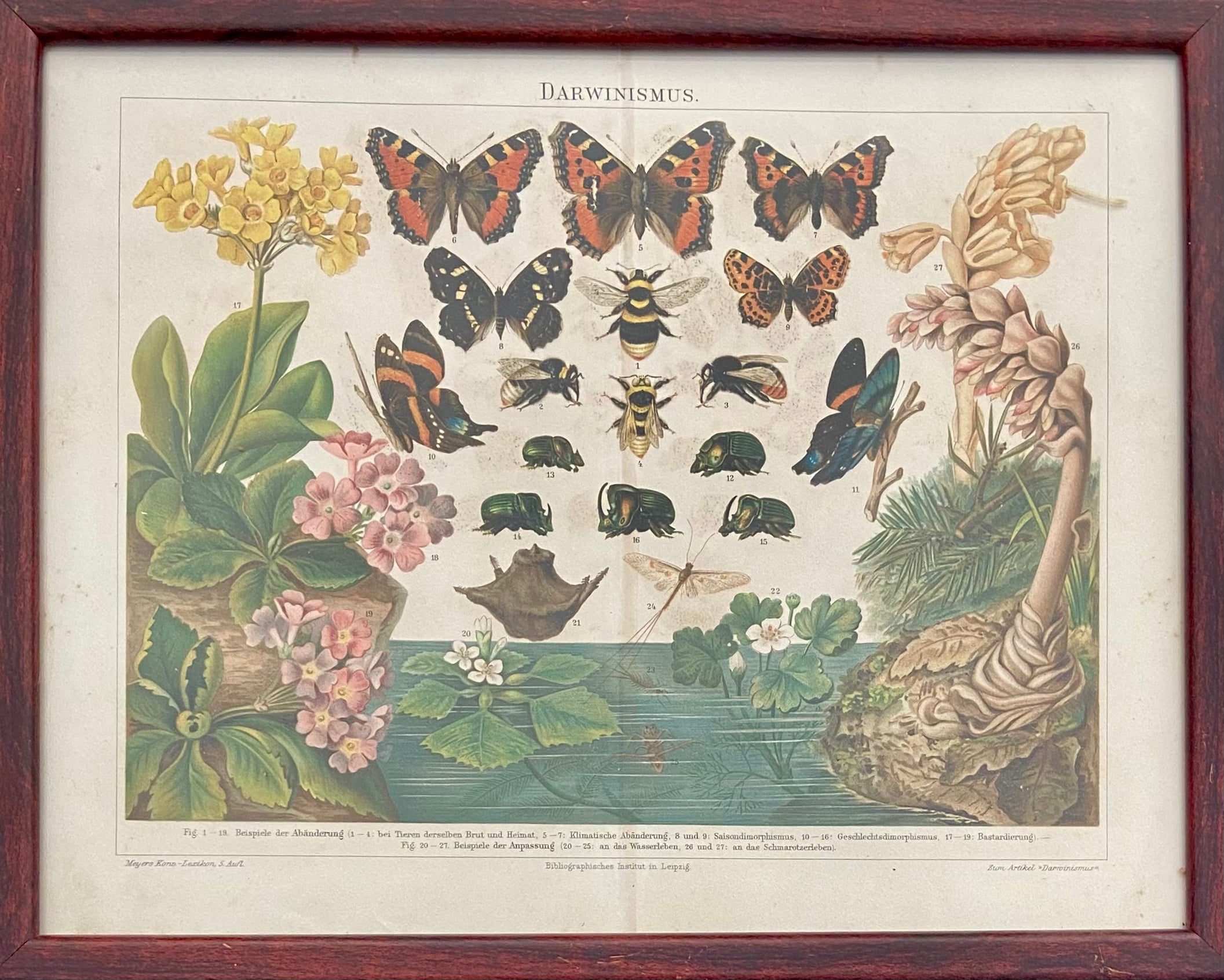 פרחים וחרקים: מתוך אנציקלופדיית מאייר / 1907