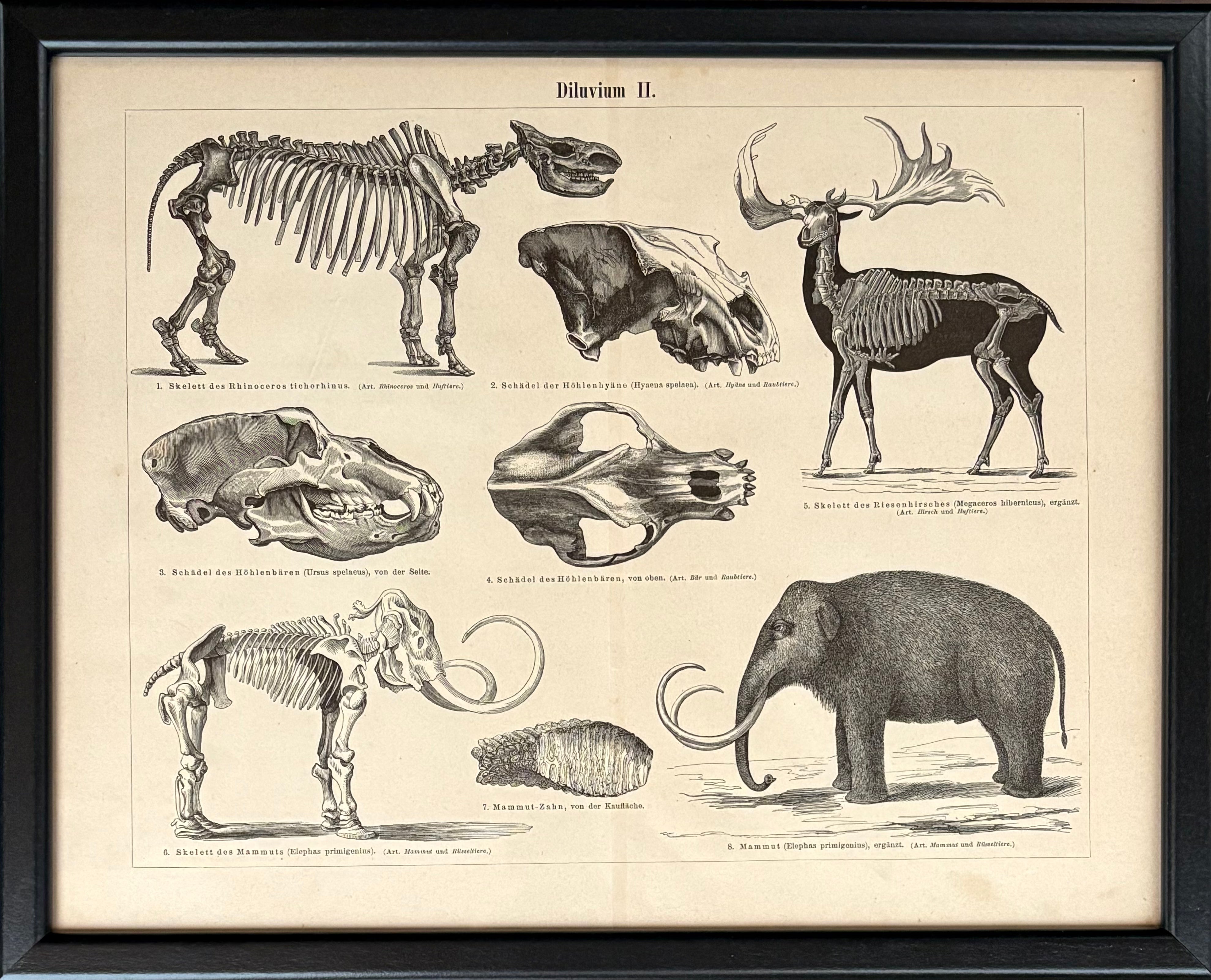 ממותות וחיות פרהיסטוריות: מתוך אנציקלופדיית מאייר / 1907