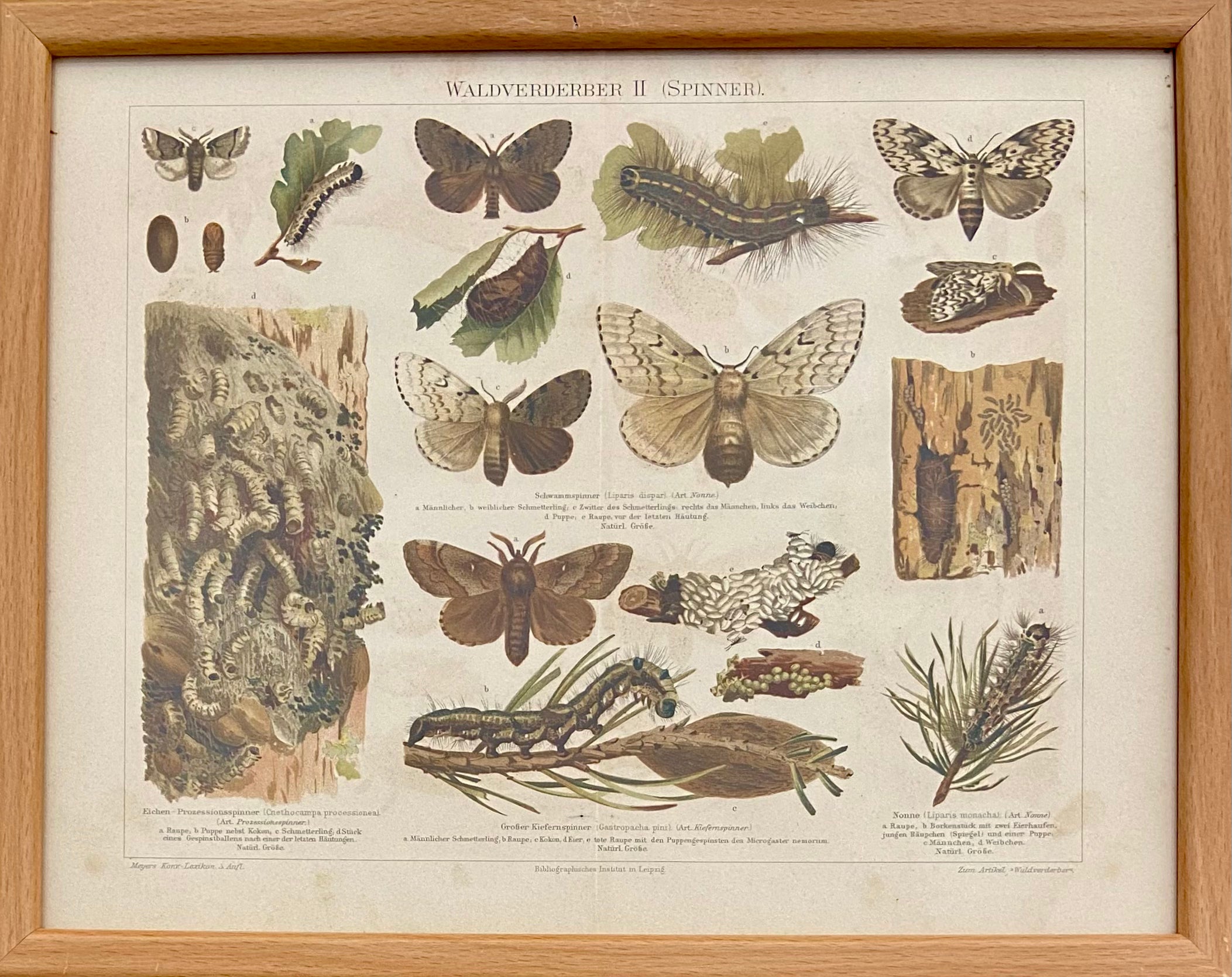 עשים: מתוך אנציקלופדיית מאייר / 1907