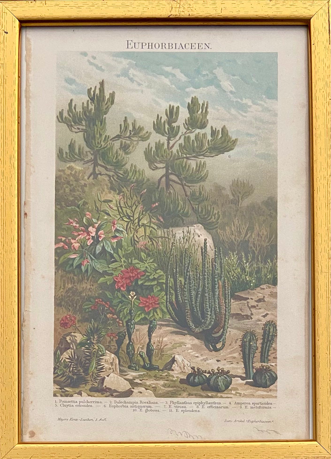 צמחי המדבר: מתוך אנציקלופדיית מאייר / 1907