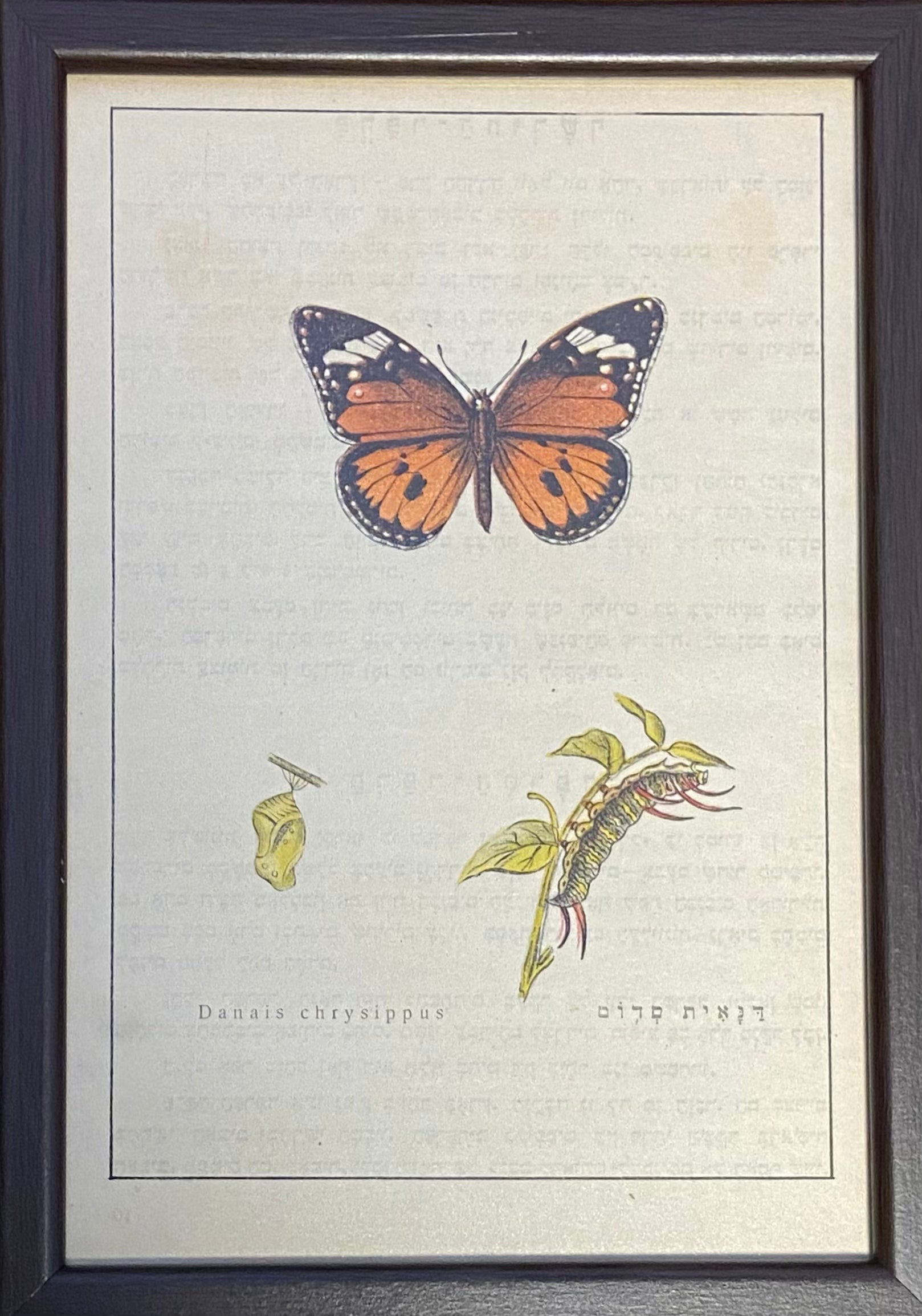 דנאית סדום: דף ממוסגר מתוך 'פרפרים בארץ', 1930