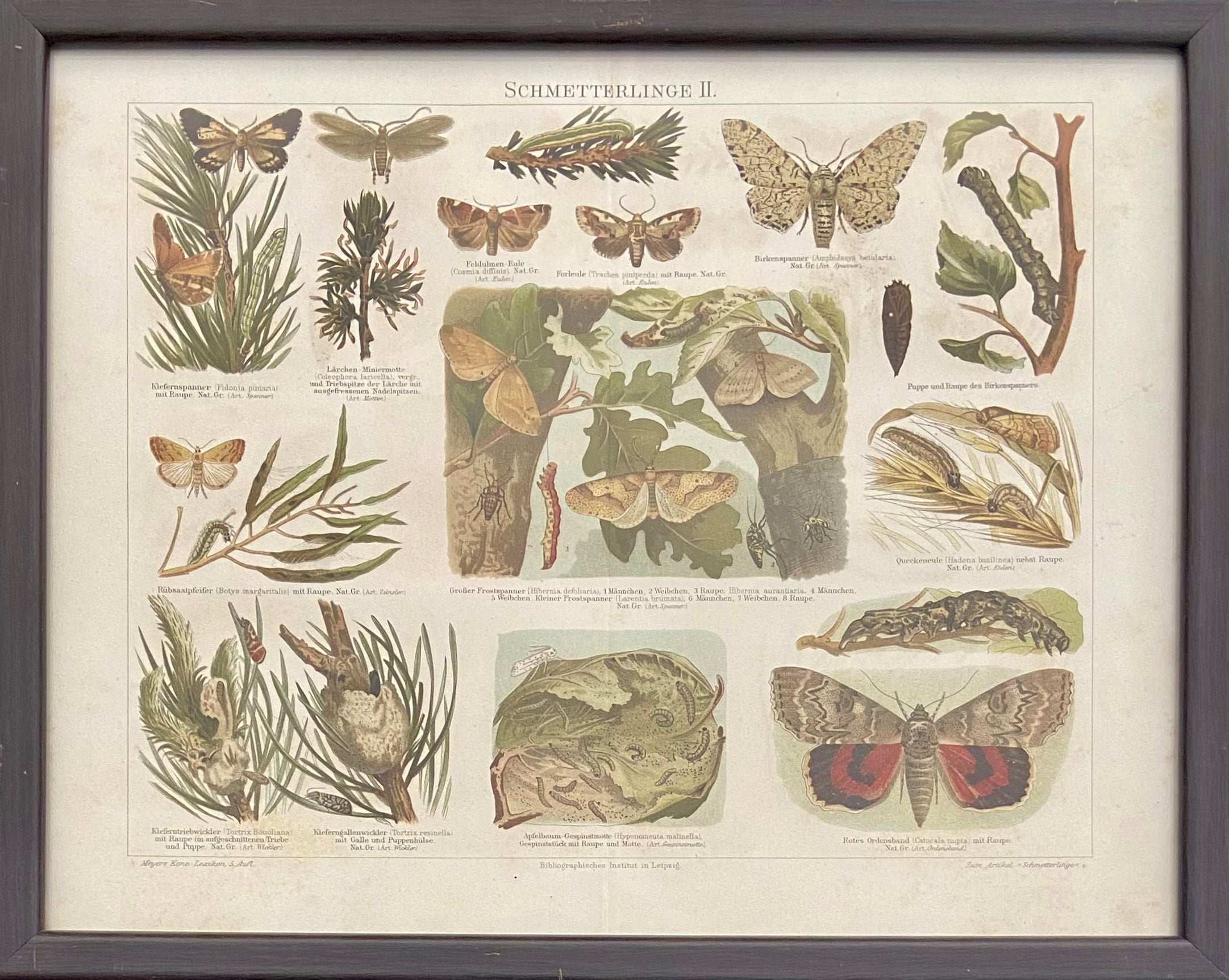 פרפרים: מתוך אנציקלופדיית מאייר / 1907