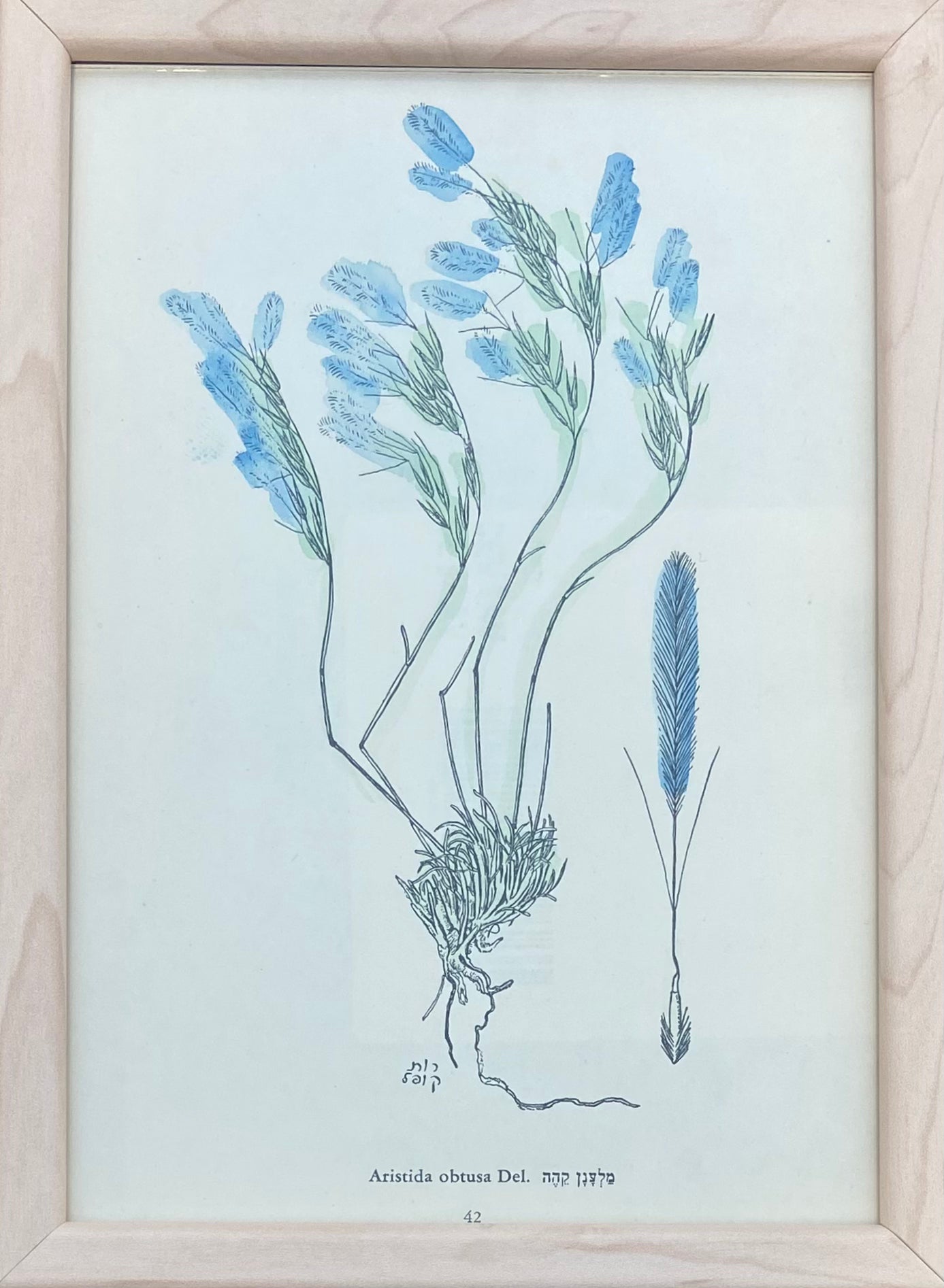 פרינט פרחים: מלענן קהה / צבעי מים
