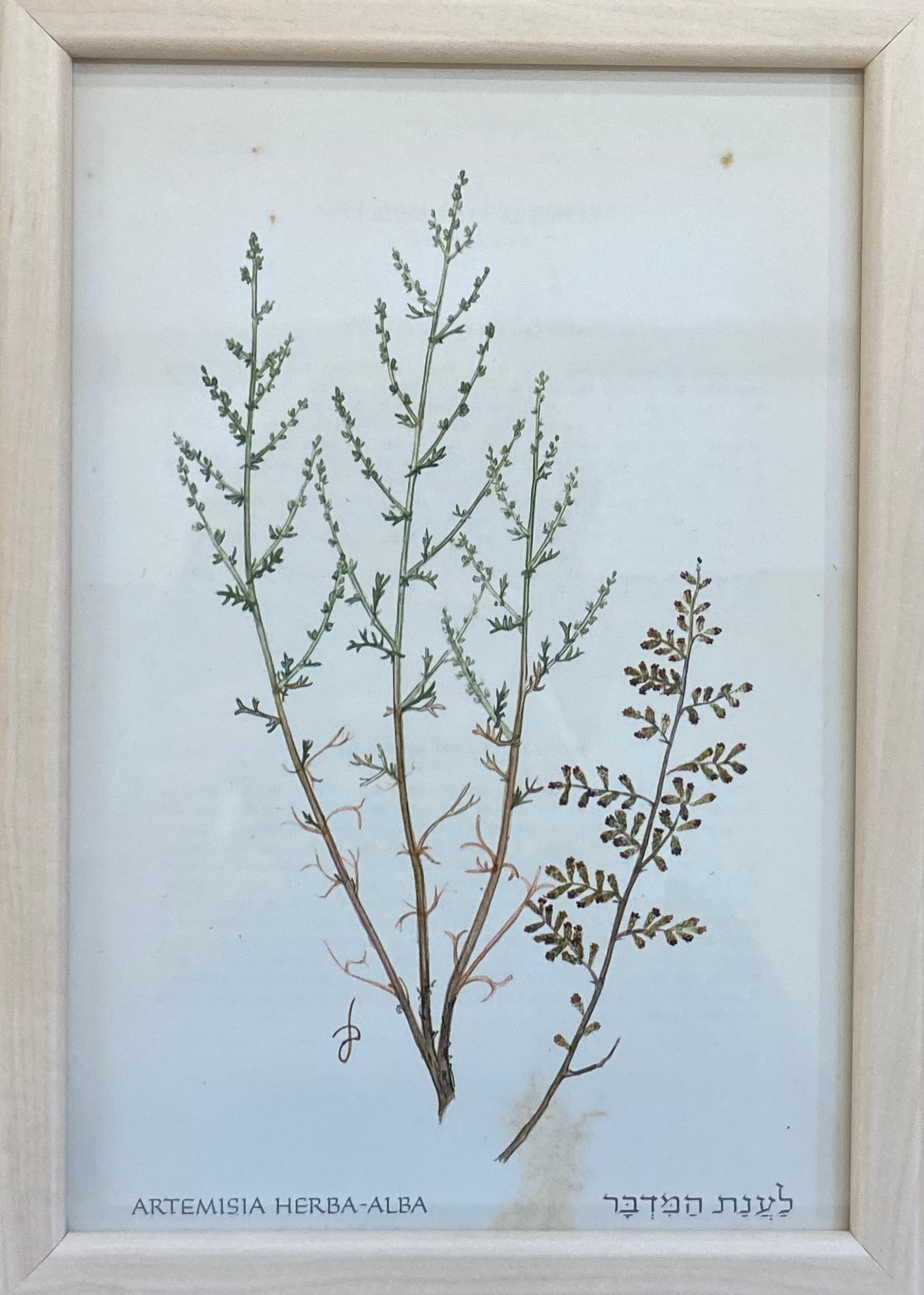 פרינט פרחים: לענת המדבר