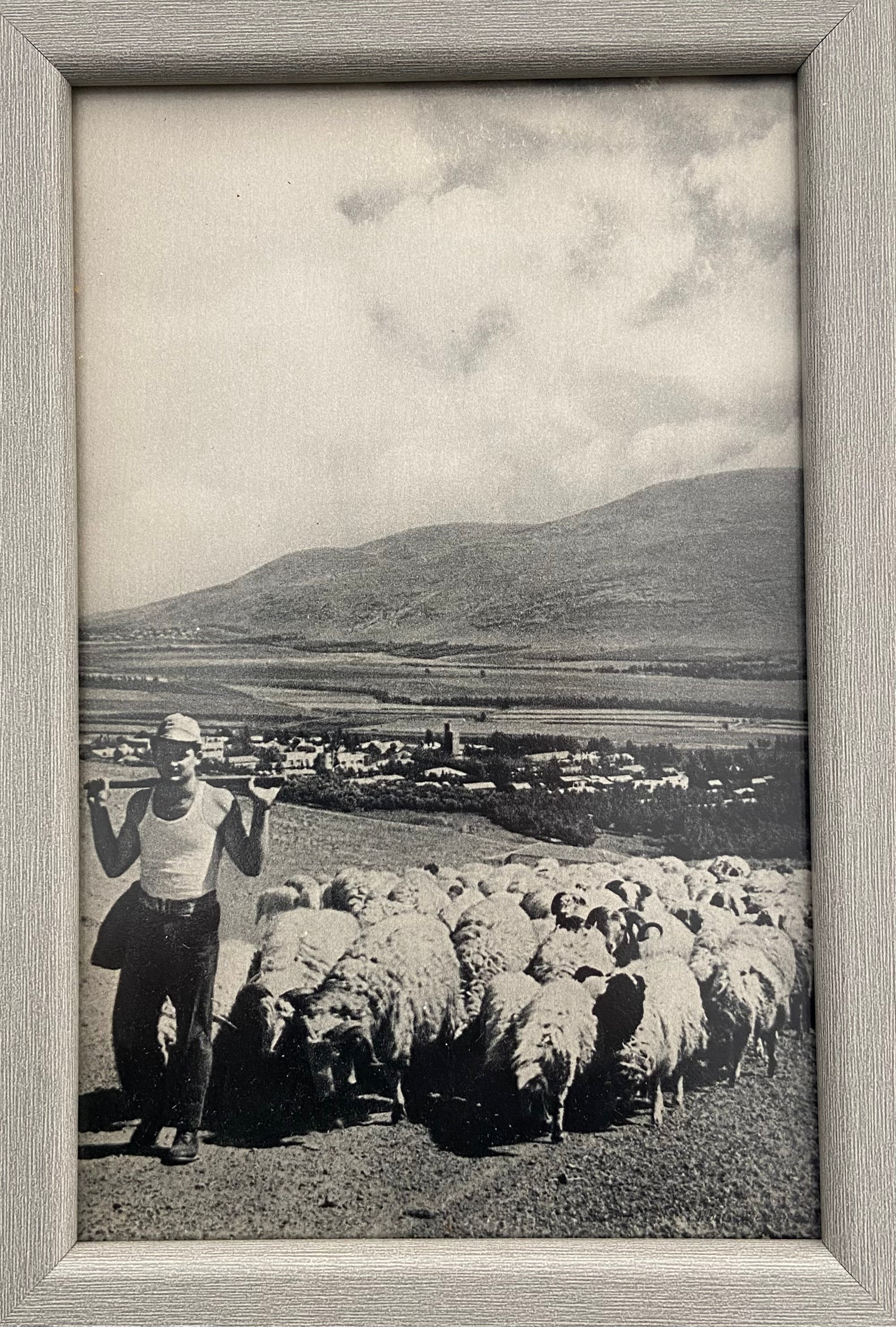 רועה צאן: מתוך זאת ישראל צלם בוריס קוואדלו