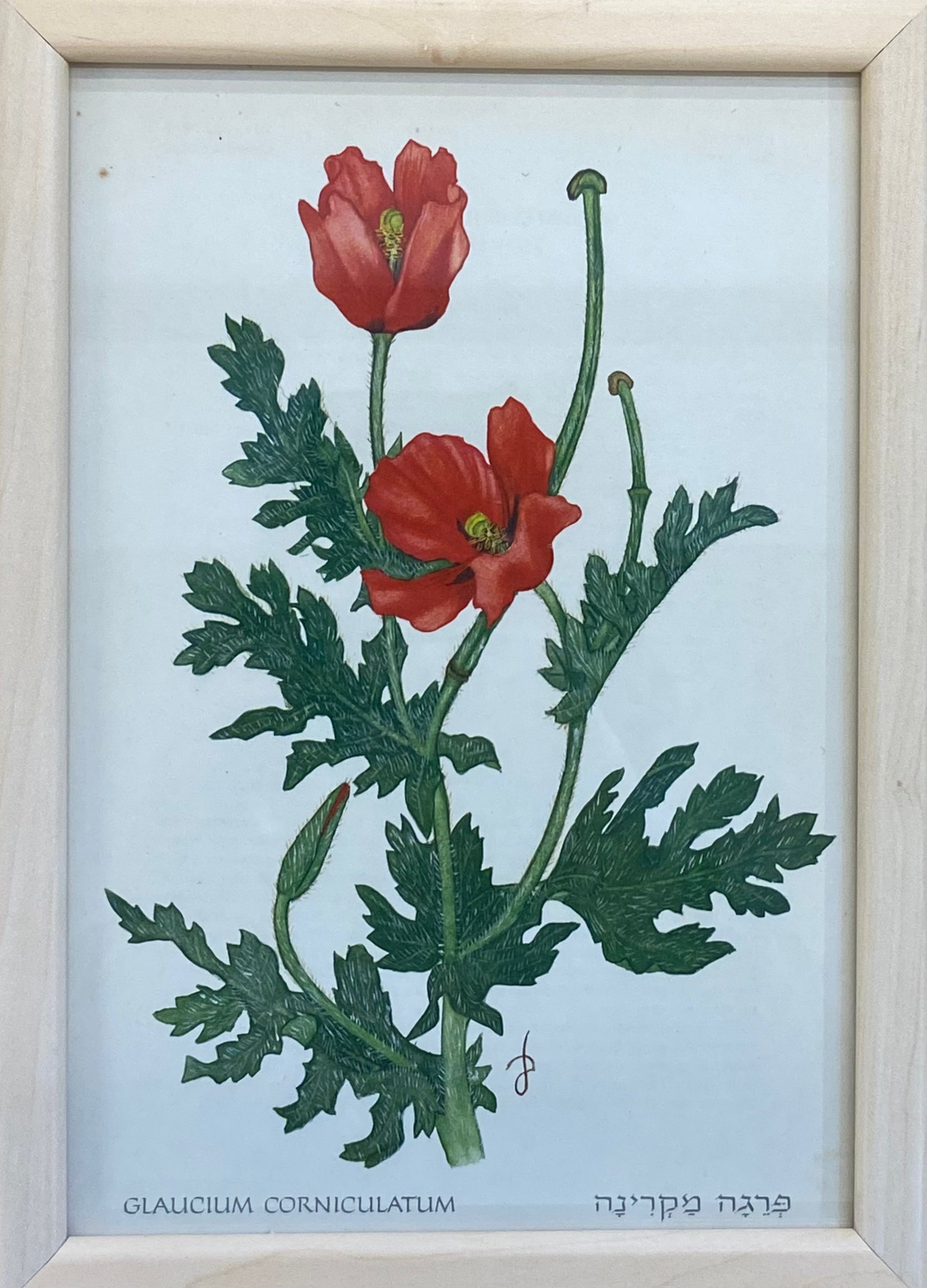 פרינט פרחים: פרגה מקרינה