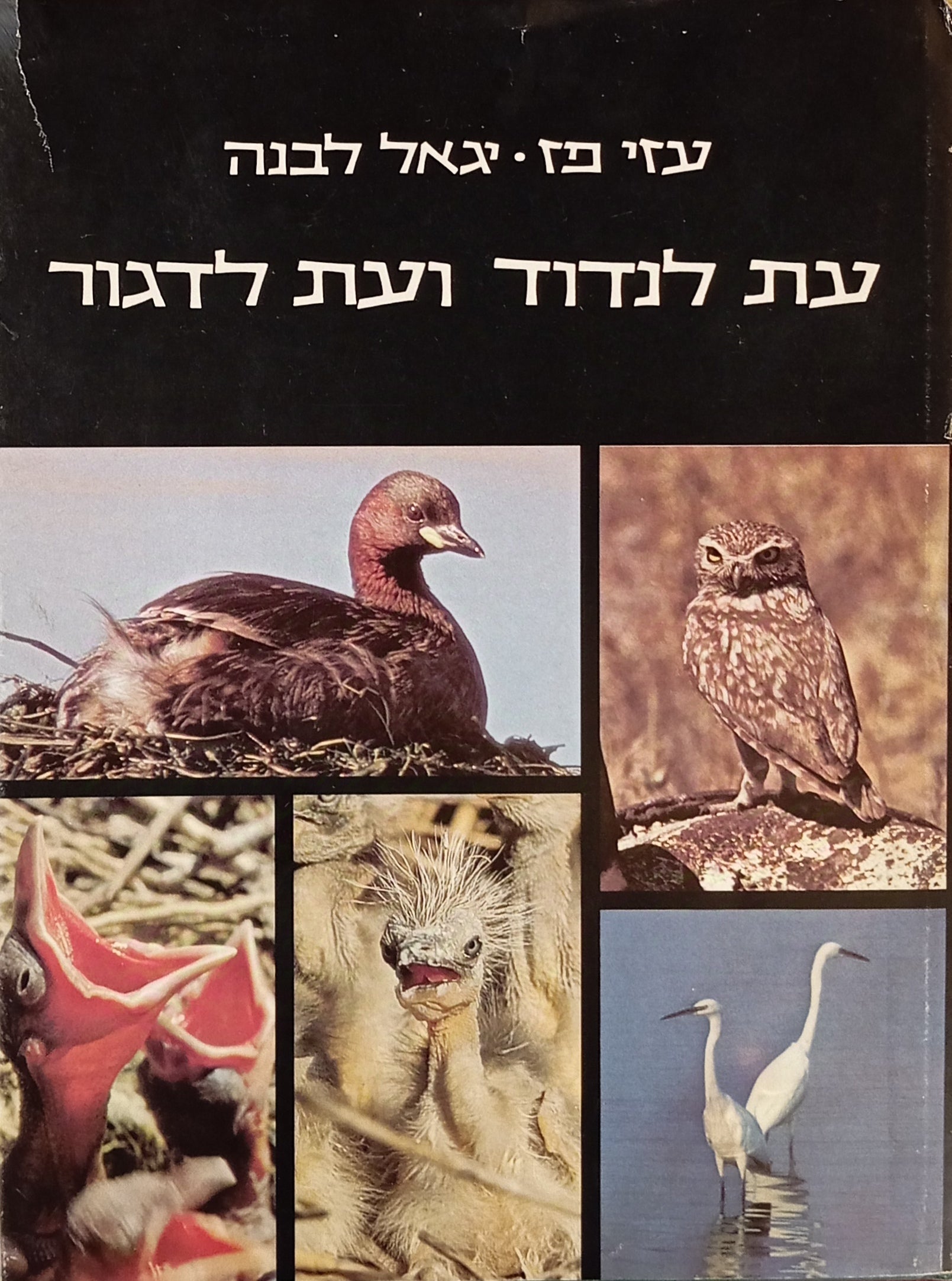 עת לנדוד ועת לדגור / A Time to Migrate and a Time to Nest