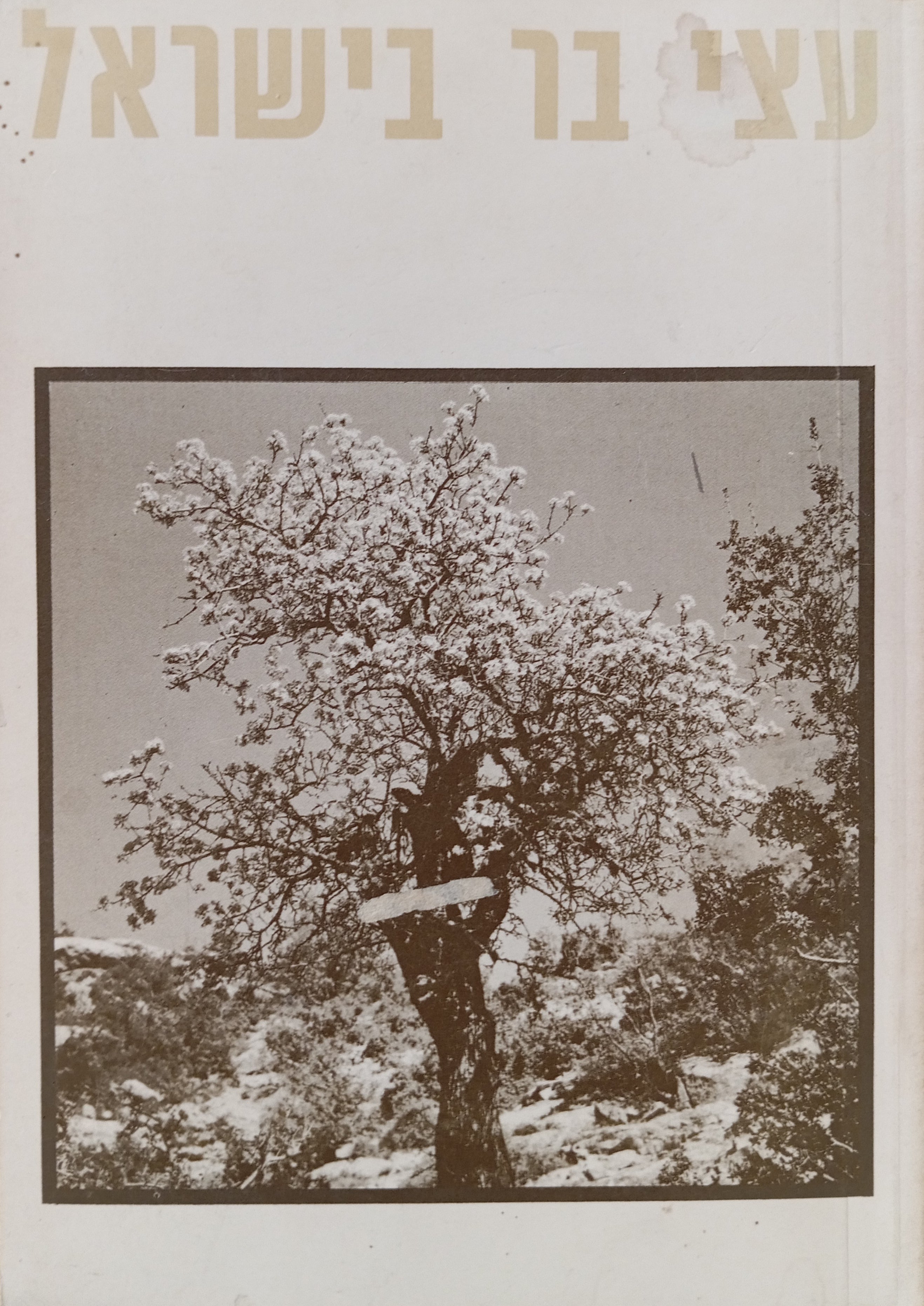 עצי בר בישראל / ציורים: ז. שפר
