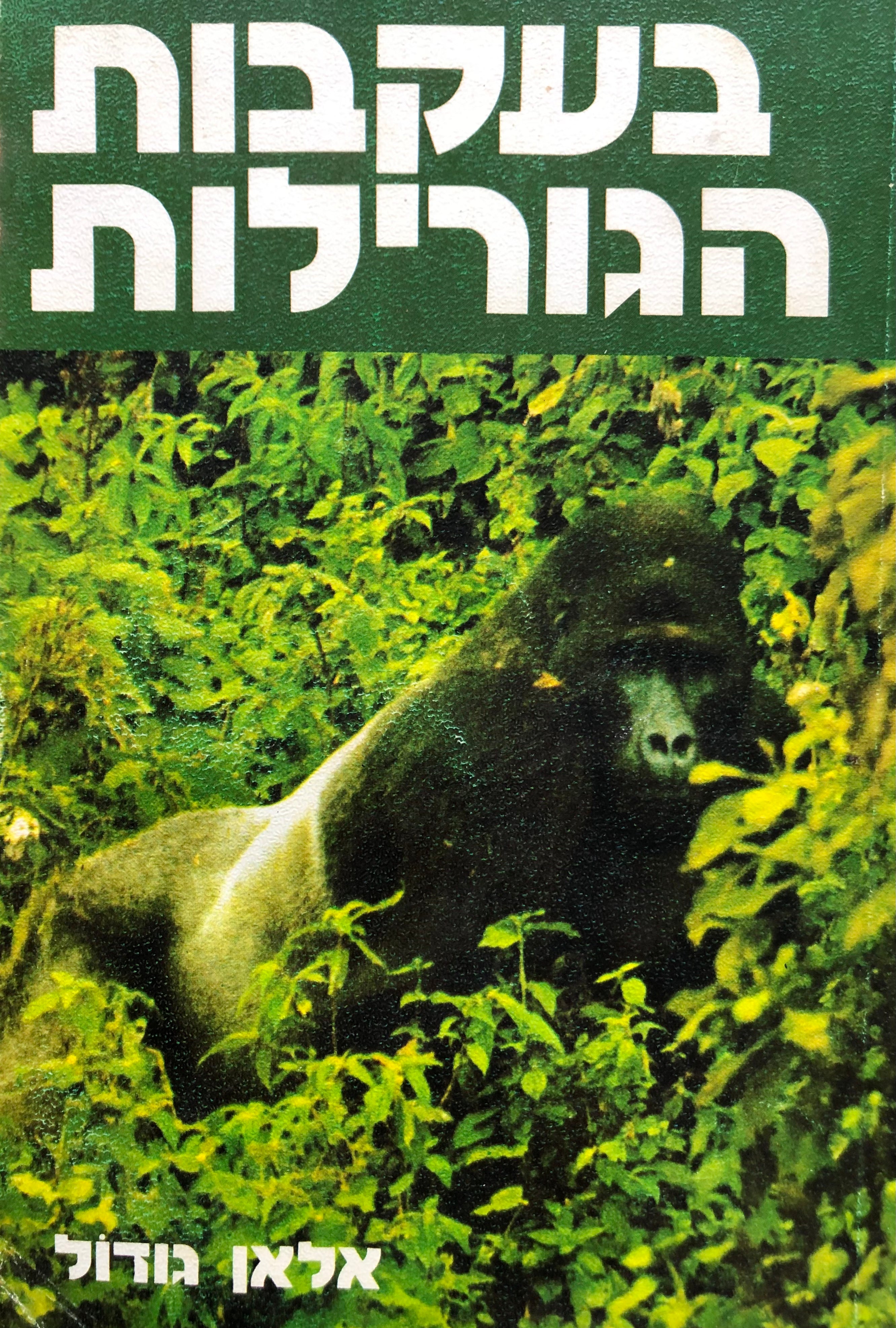 בעקבות הגורילות