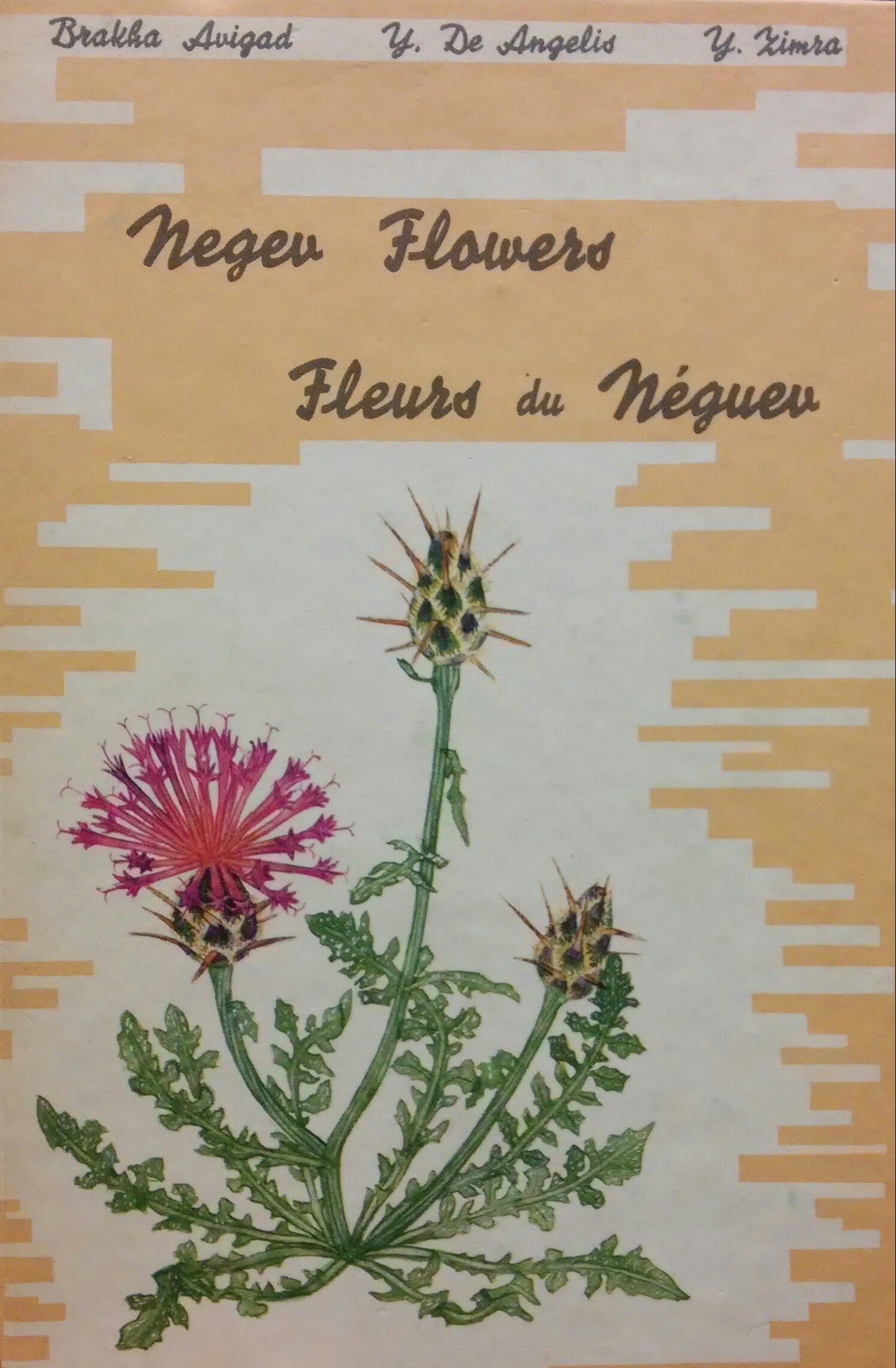 Negev Flowers / TWENTY SEVEN WILD FLOWERS