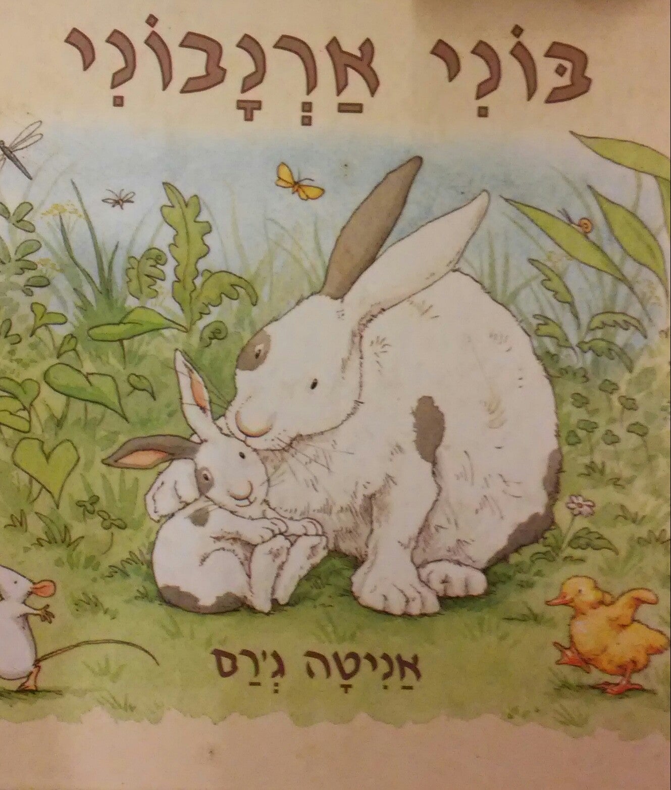 בוני ארנבוני