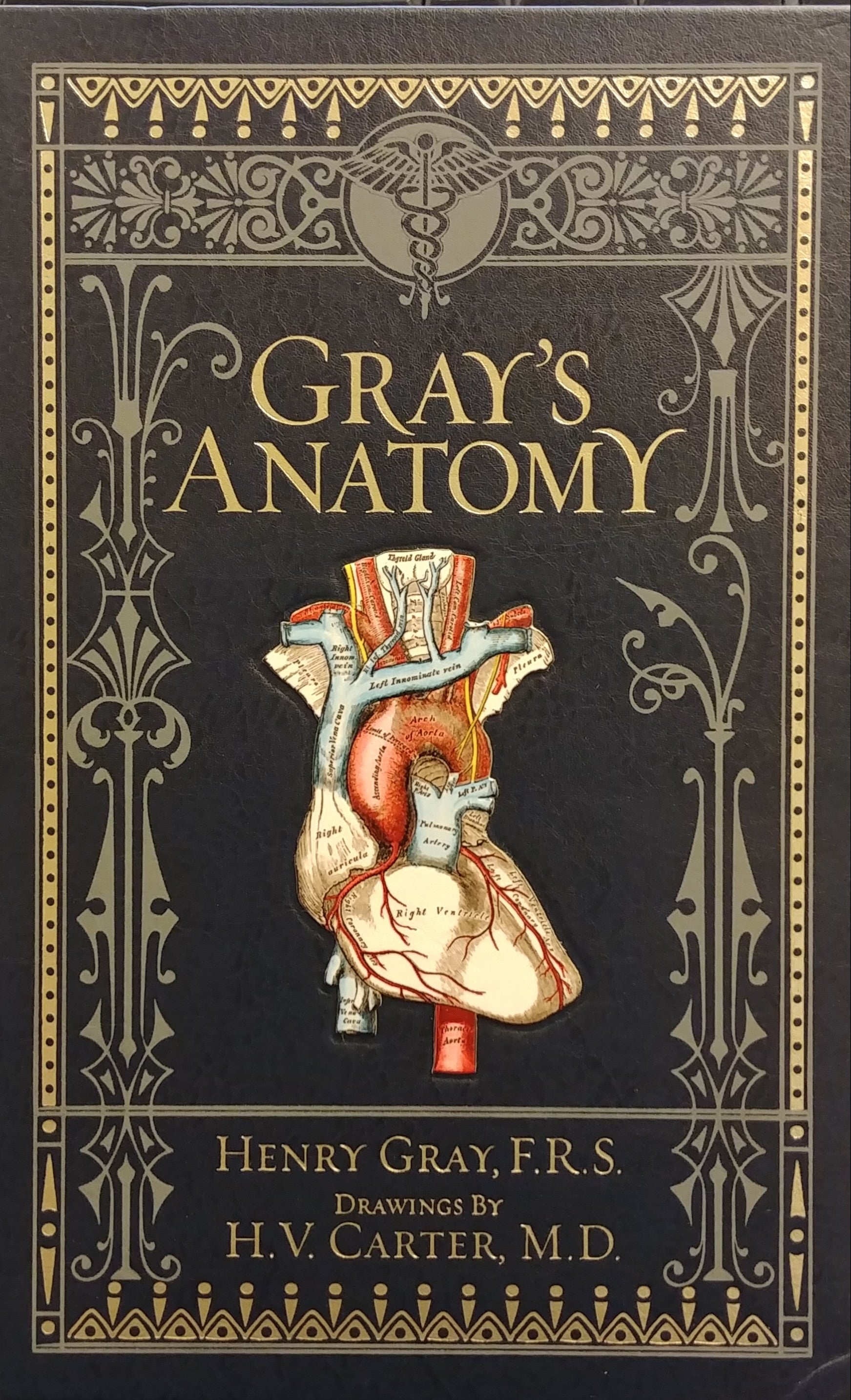 GRAY'S ANATOMY / DESCRIPTIVE AND SURGICAL