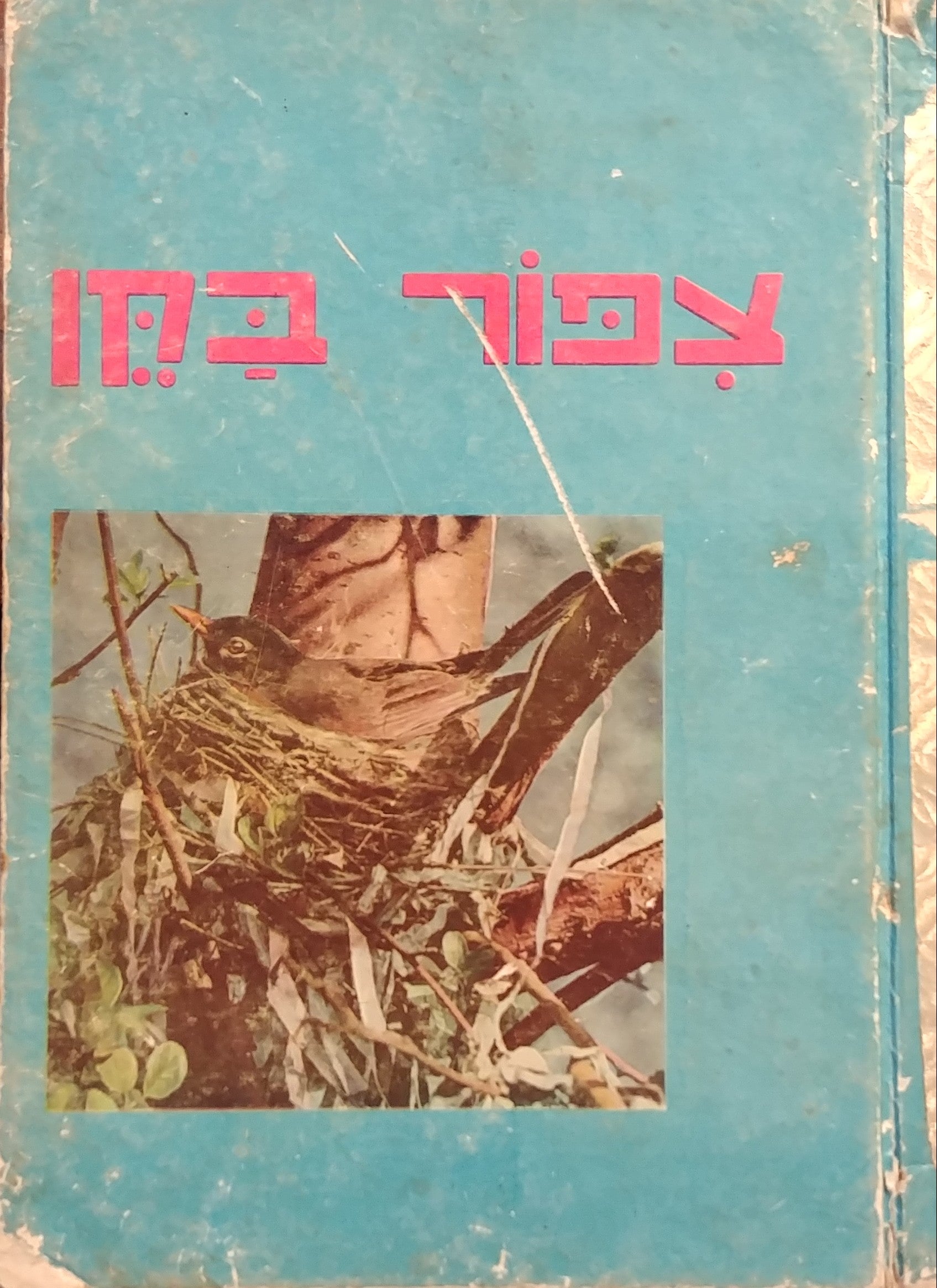 צפור בקן