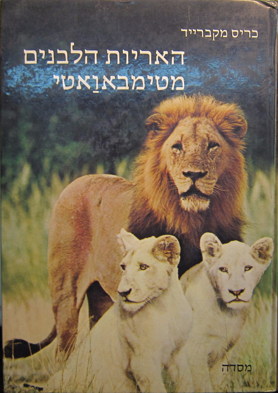 האריות הלבנים מטימבאואטי