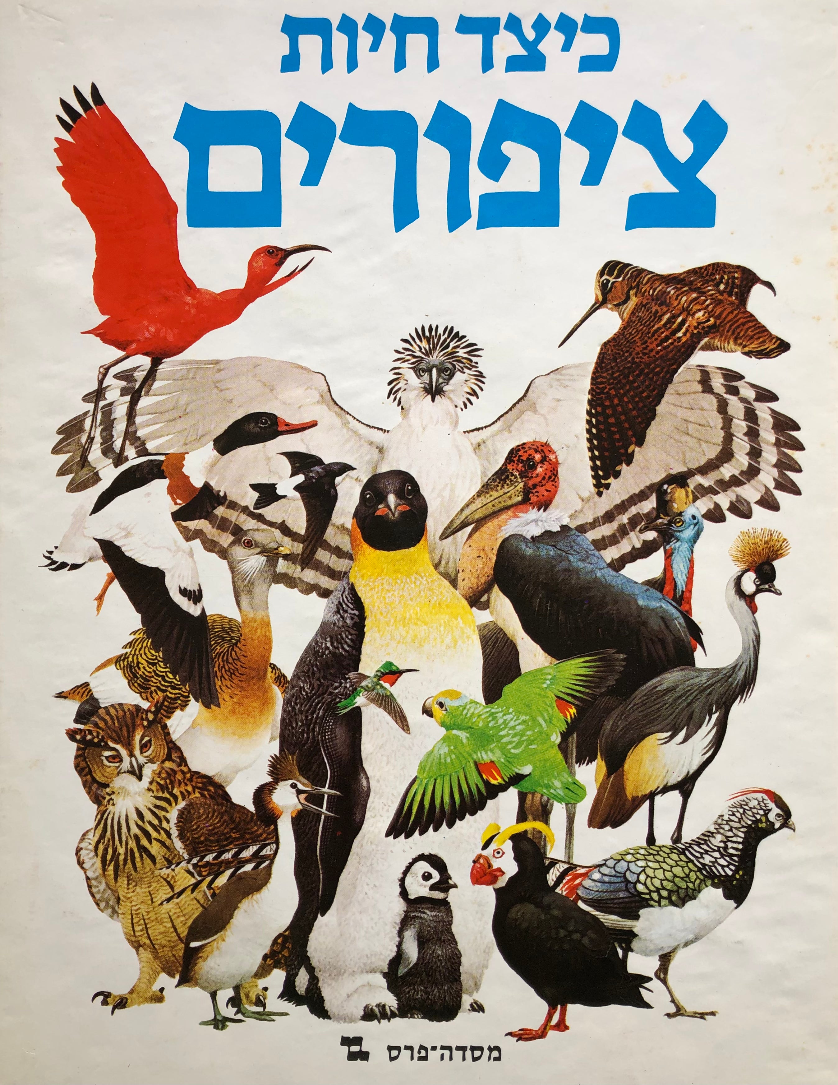 כיצד חיות ציפורים