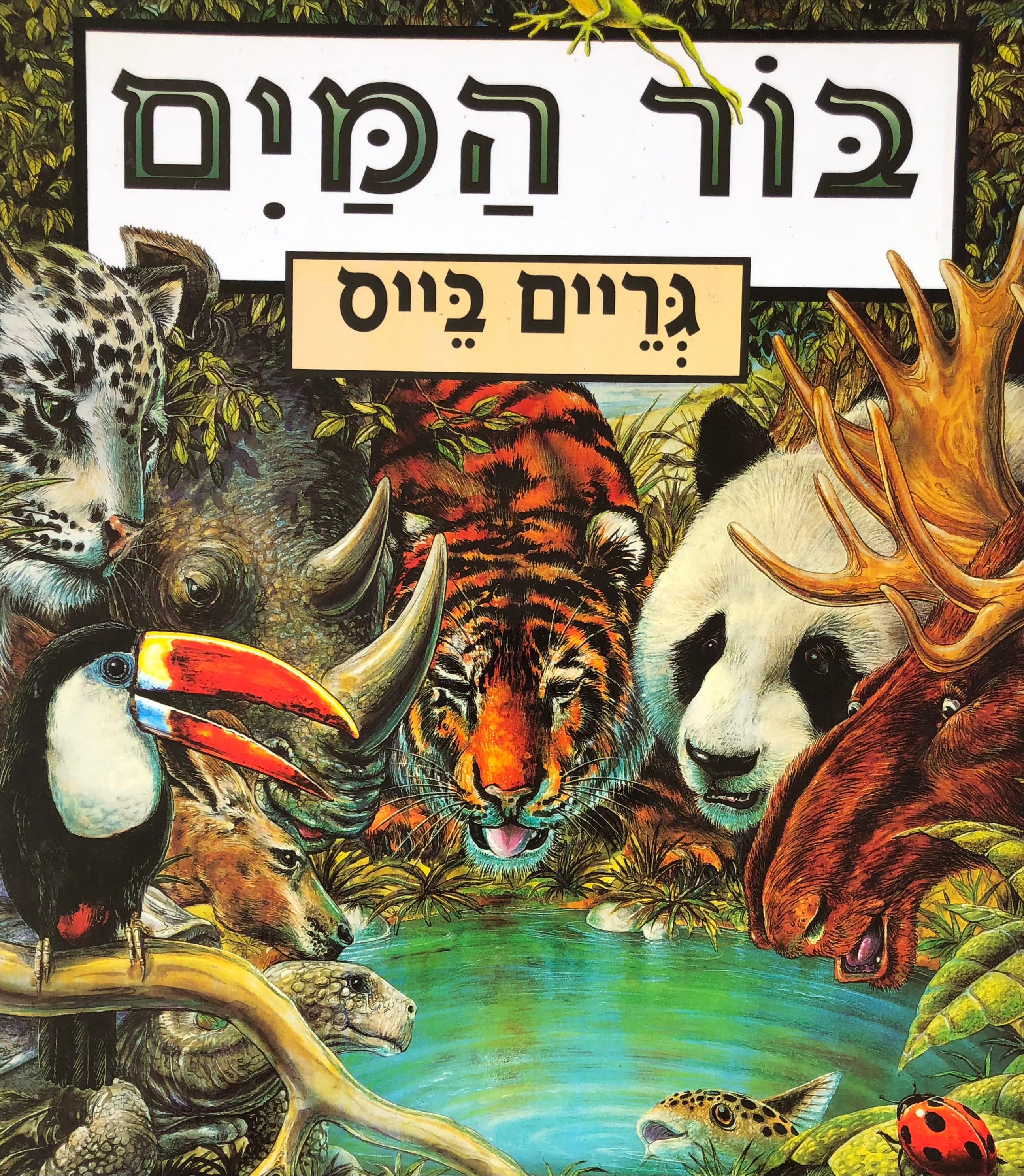 בור המים