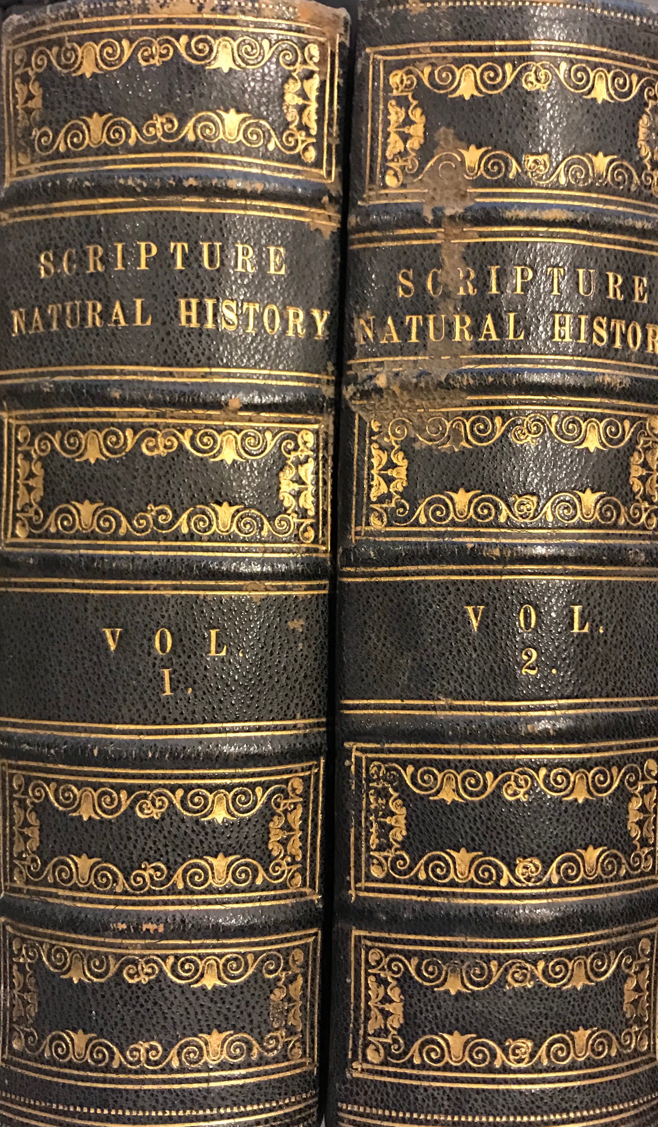 SCRIPTURE NATURAL HISTORY AND GUIDR TO GENERAL ZOOLOGY/ ILLUSTRATED/ TWO VOLUMES